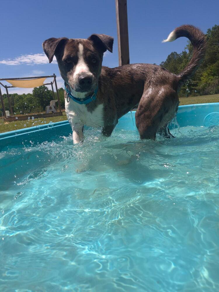 Enlarge Tatum, a Adoptable mixed breed in Washington, DC image 5/5
