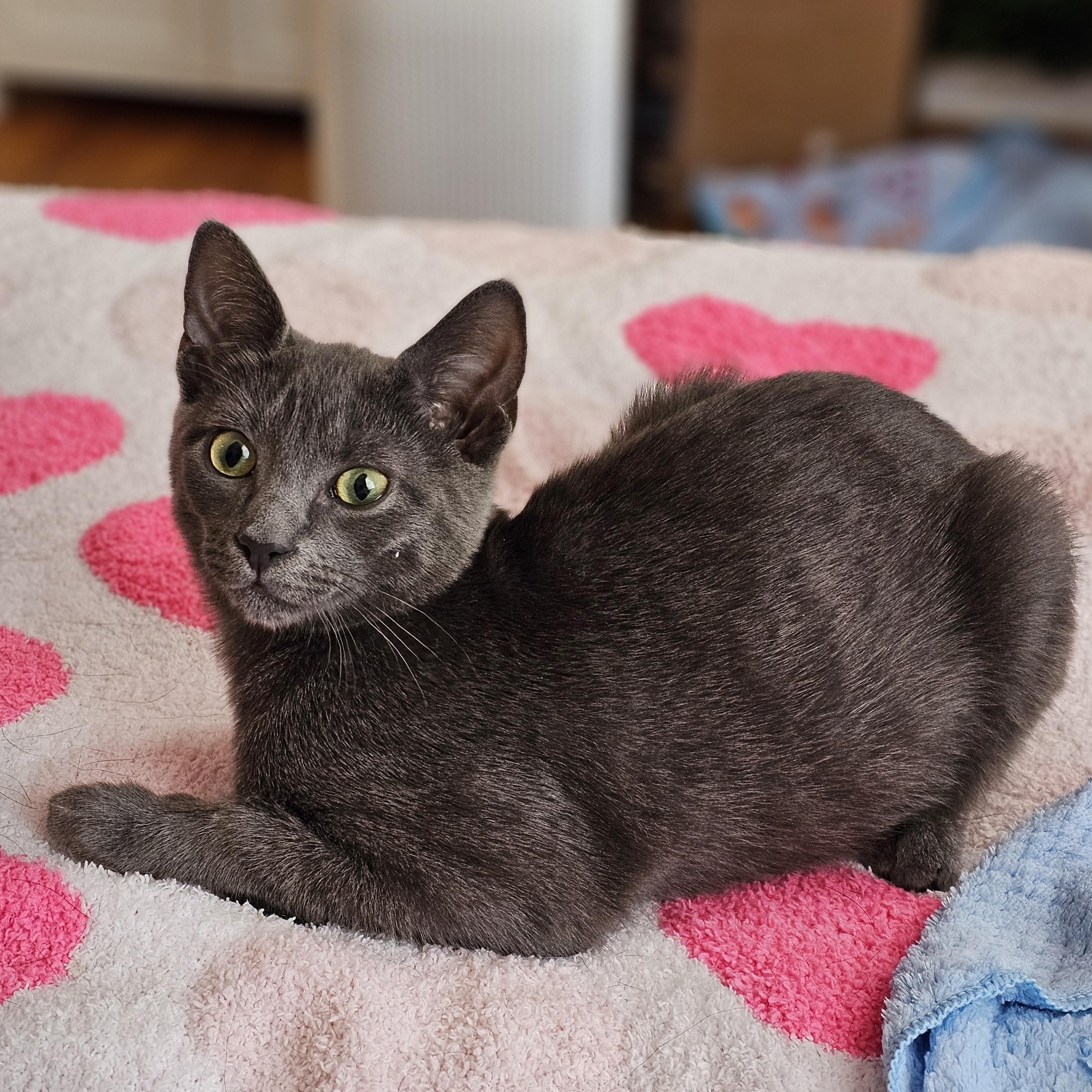 Sassy, Adoptable, Kitten Female Domestic Short Hair.