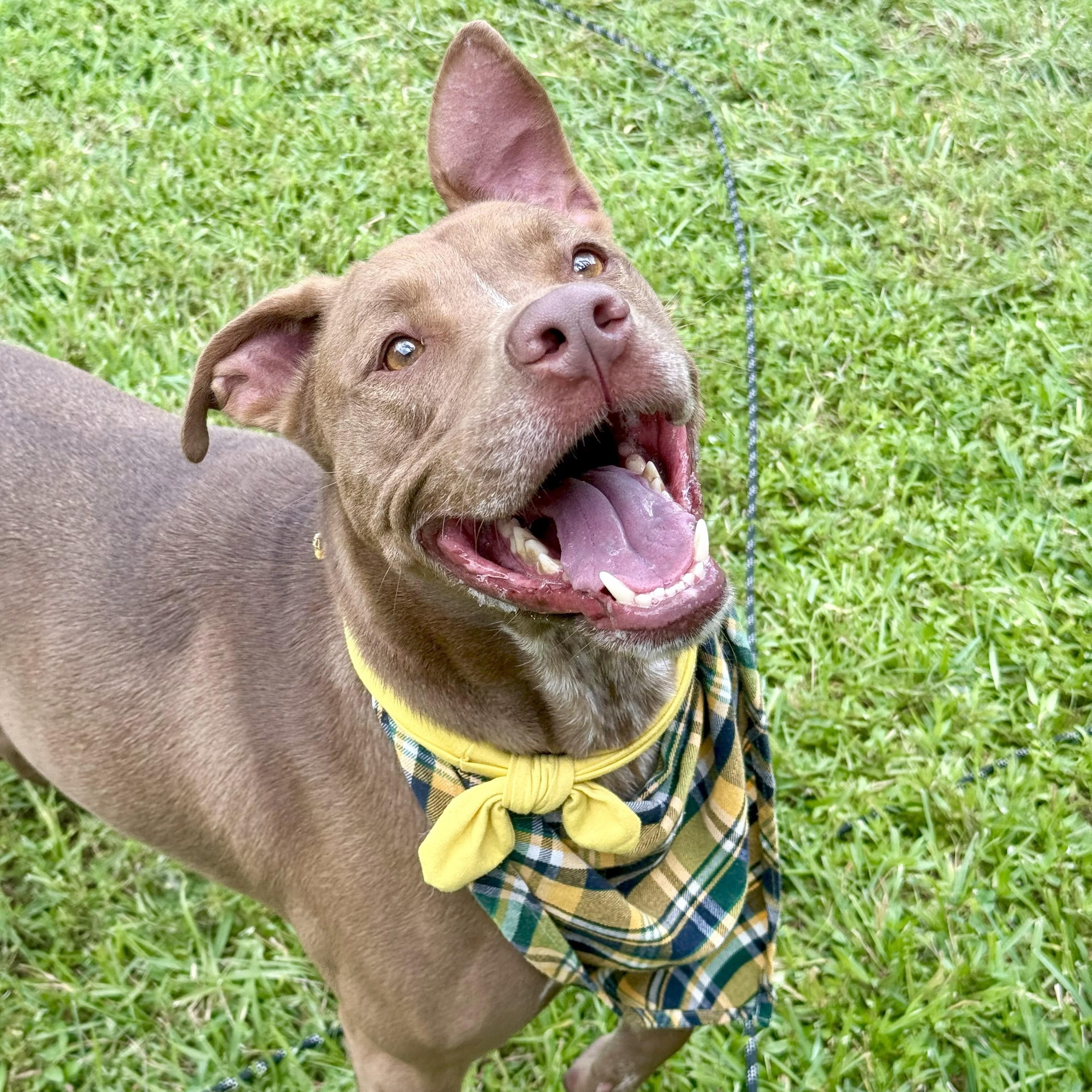 Charley Cookie Crisp — thumbnail 6