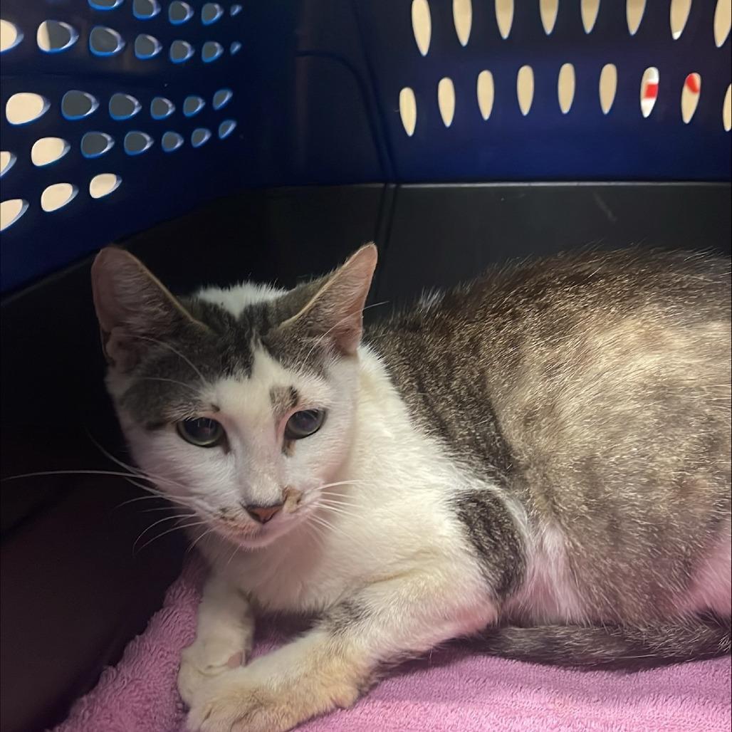 Coffee, Adoptable, Senior Female Domestic Short Hair.