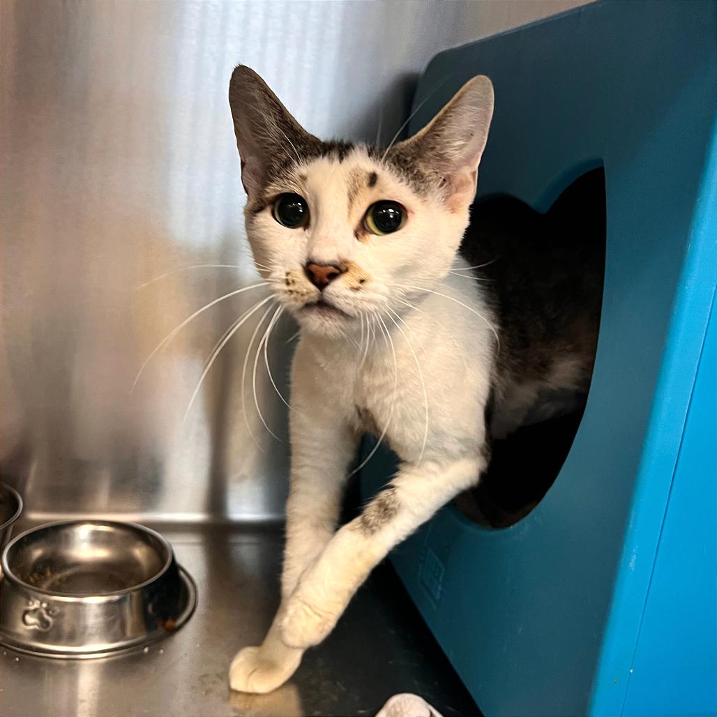 Coffee, a Adoptable Domestic Short Hair in Tacoma, WA image 2/2
