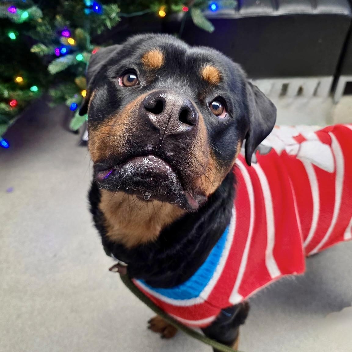 Shiloh, ADOPTABLE, Adult Male Rottweiler.