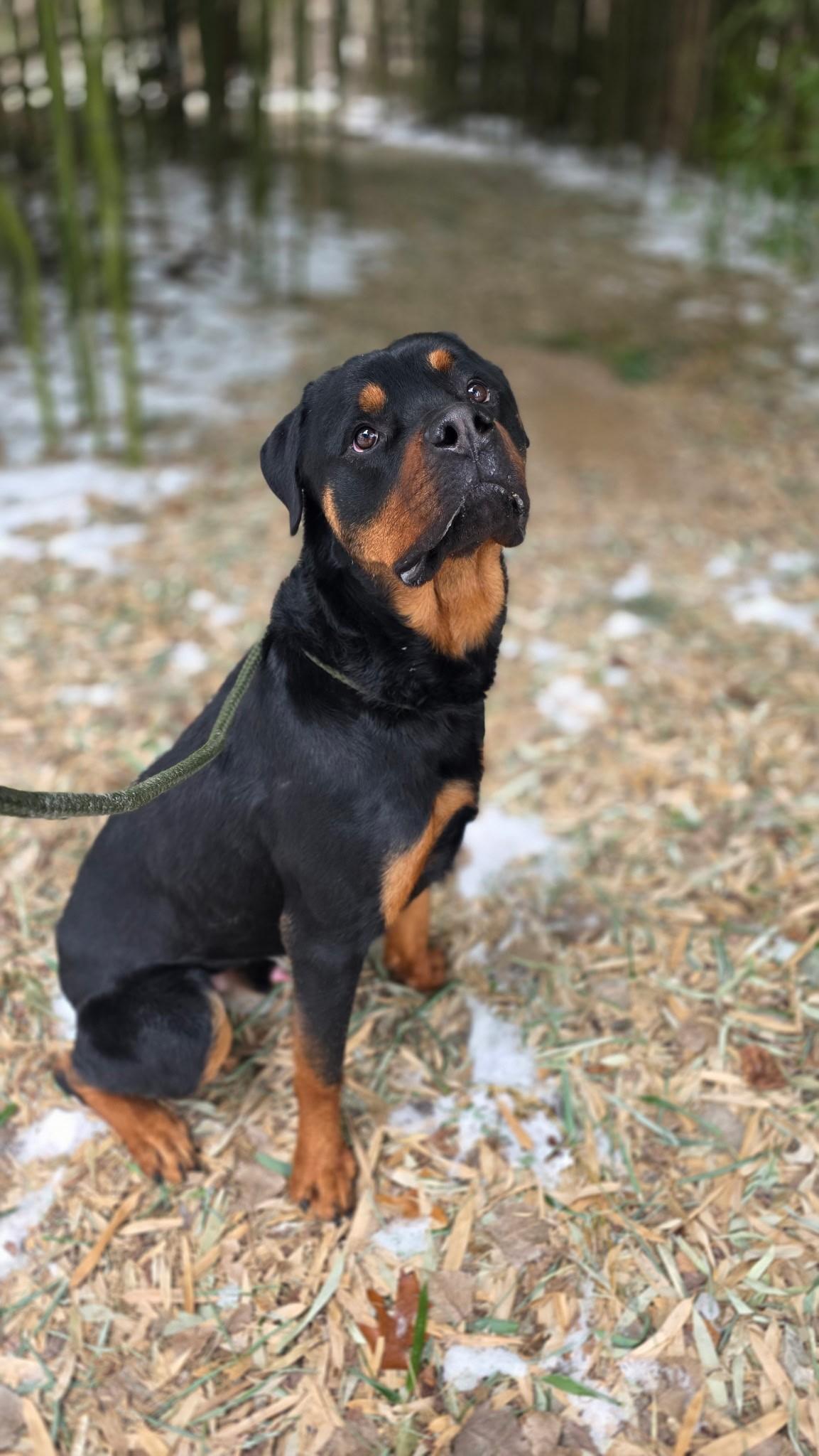 Enlarge Shiloh, a ADOPTABLE Rottweiler in Smithtown, NY image 2/5