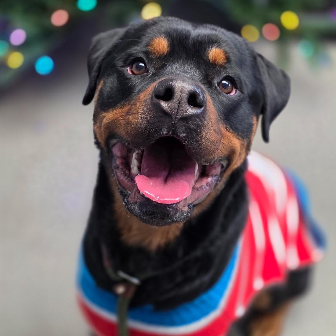 Enlarge Shiloh, a ADOPTABLE Rottweiler in Smithtown, NY image 4/4