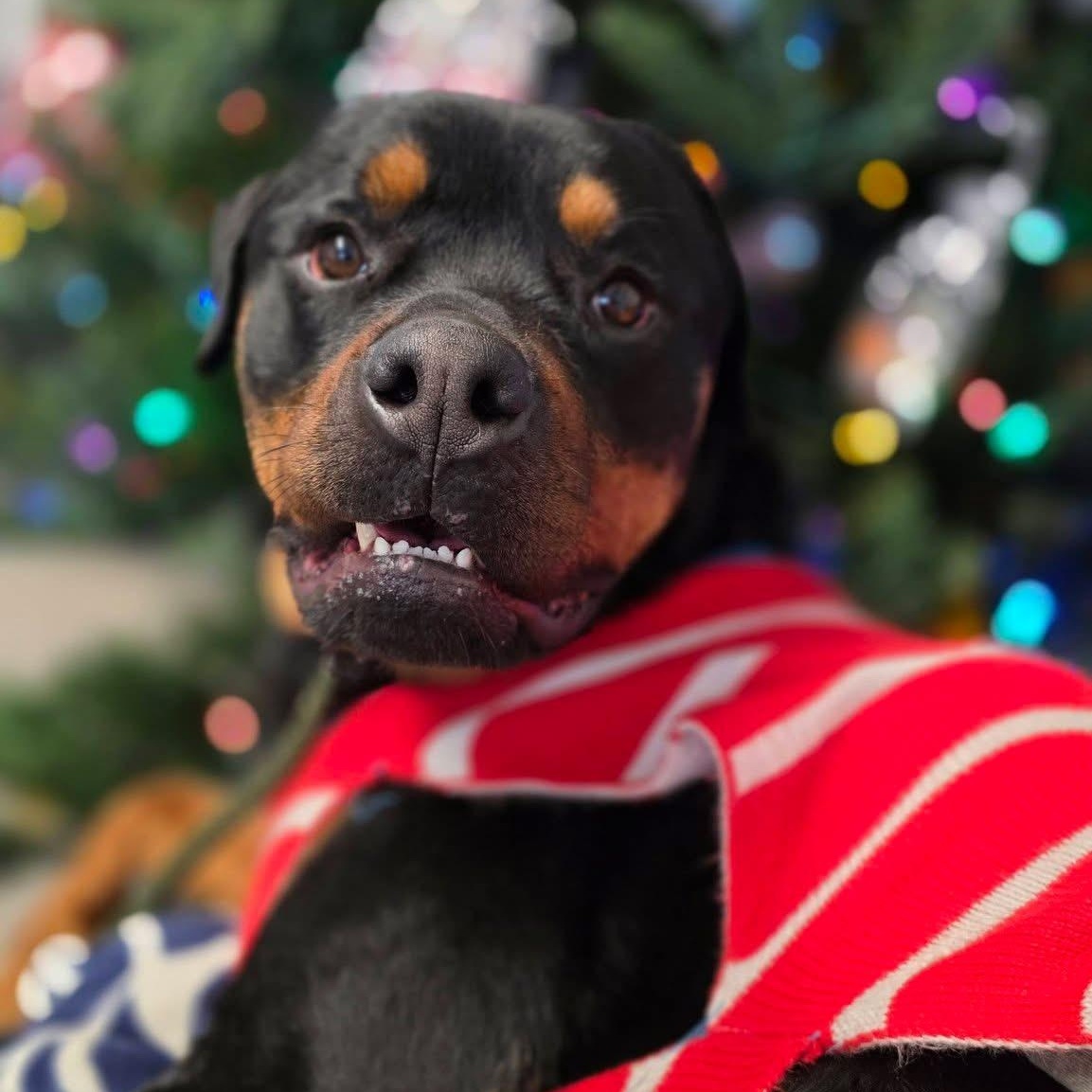 Enlarge Shiloh, a ADOPTABLE Rottweiler in Smithtown, NY image 2/4