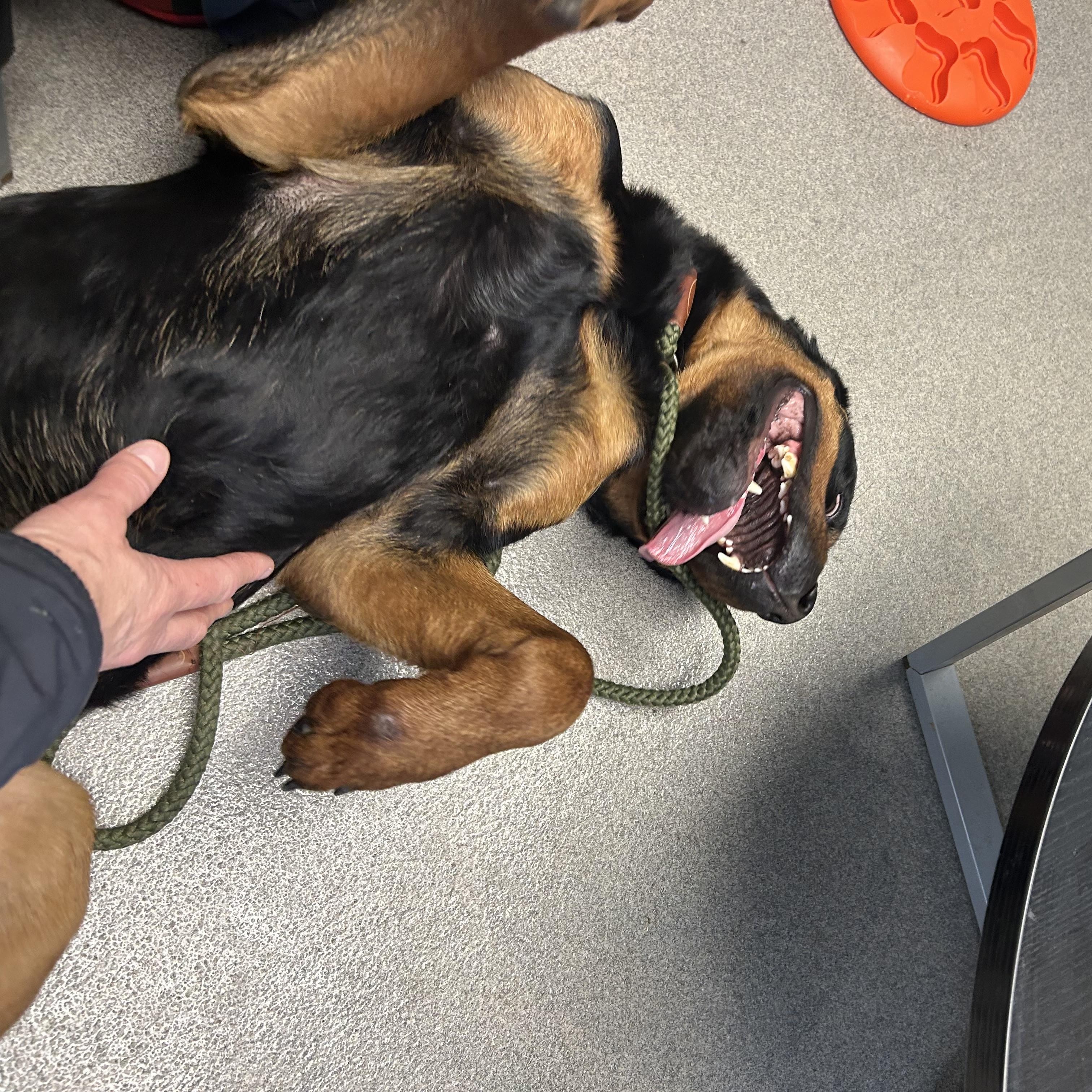 Enlarge Shiloh, a ADOPTABLE Rottweiler in Smithtown, NY image 3/4
