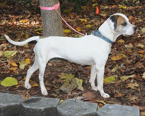 Enlarge Bailey, a Adoptable mixed breed in Cranston, RI image 2/6