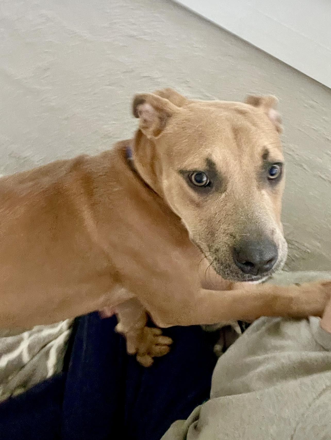 Enlarge Milo, a ADOPTABLE mixed breed in Jacksonville, FL image 3/6