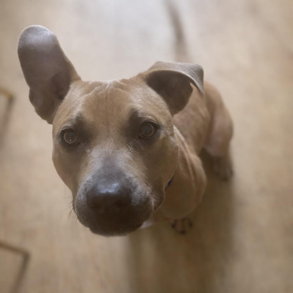 Enlarge Milo, a ADOPTABLE mixed breed in Jacksonville, FL image 6/6