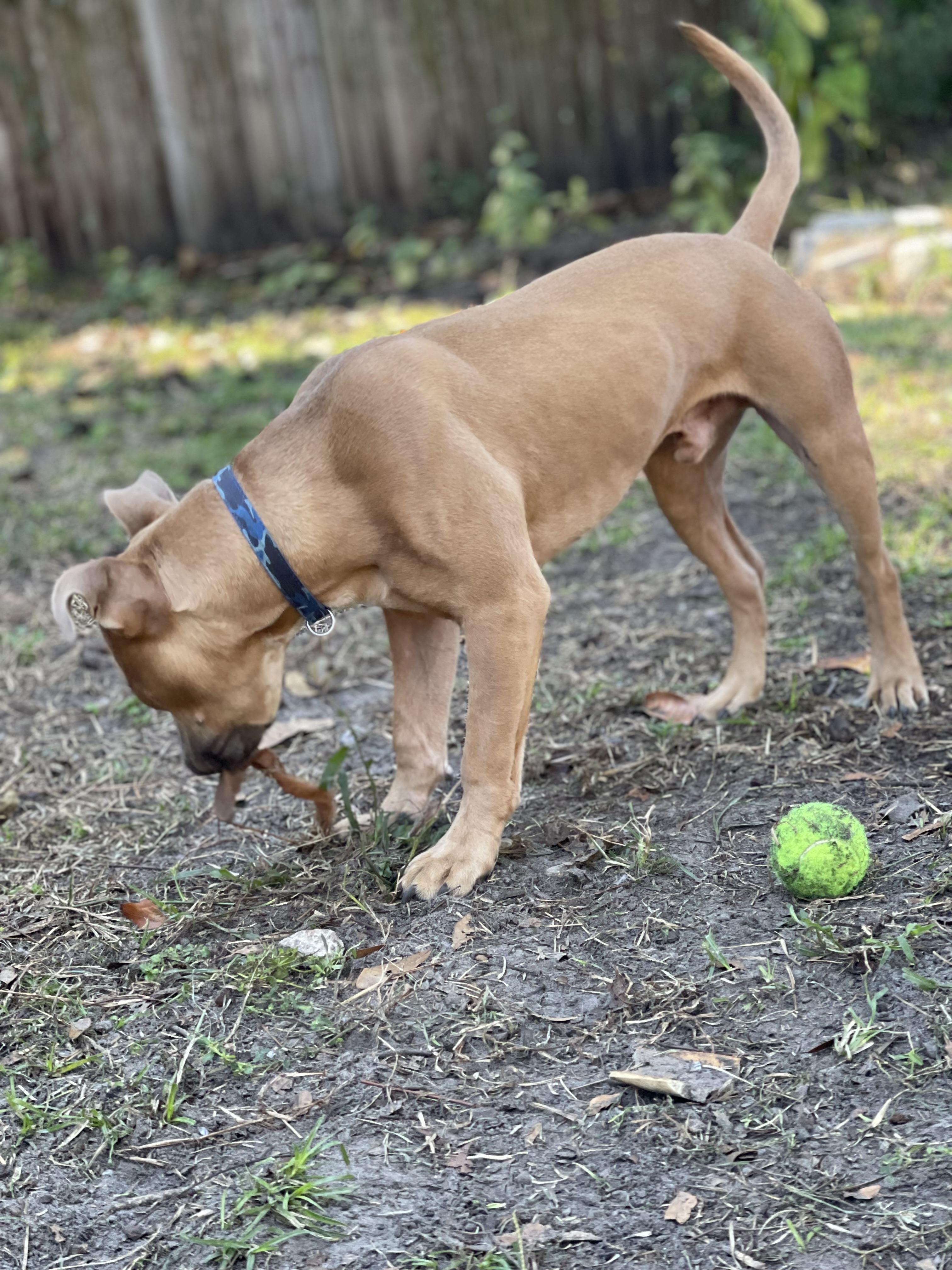 Enlarge Milo, a ADOPTABLE mixed breed in Jacksonville, FL image 2/6