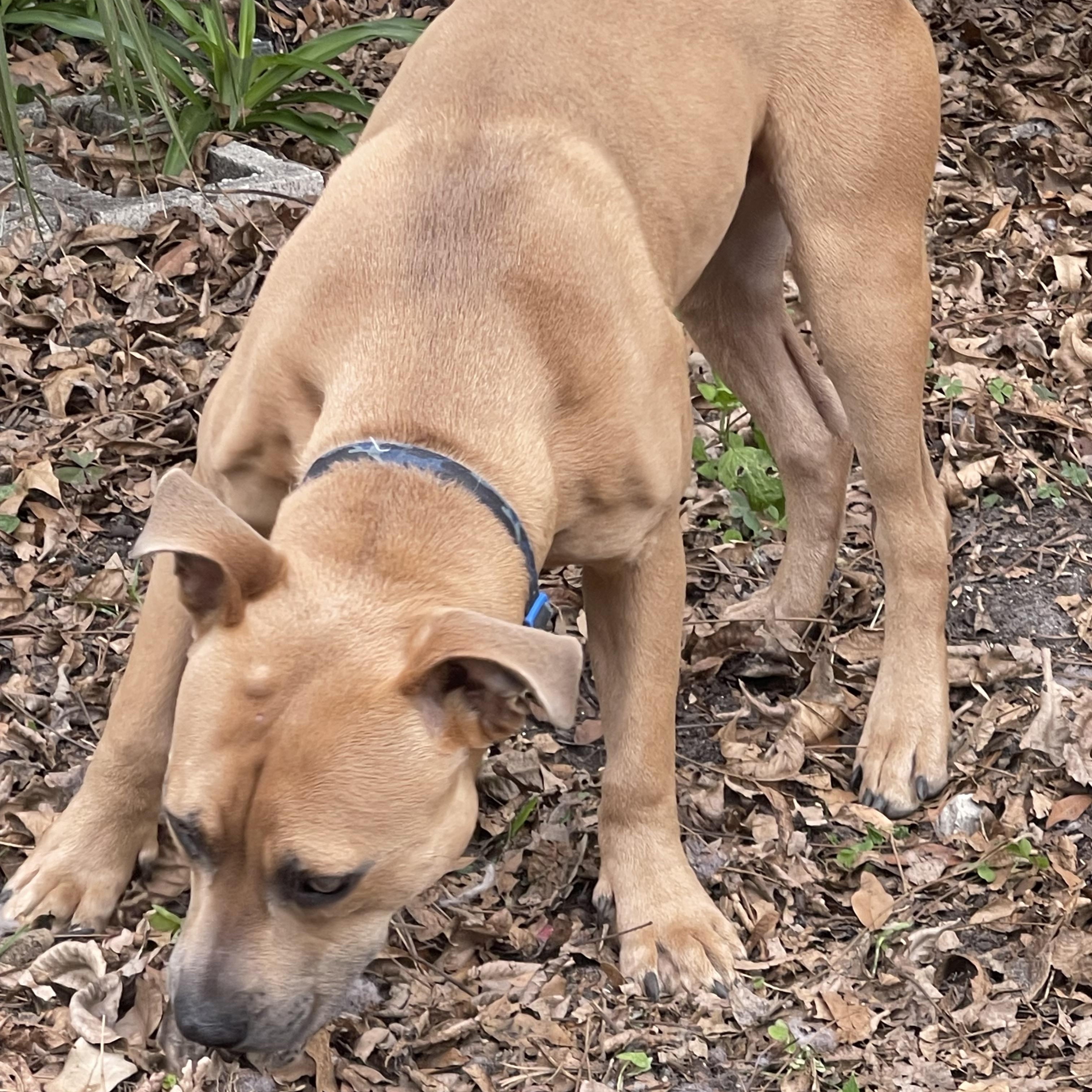 Enlarge Milo, a ADOPTABLE mixed breed in Jacksonville, FL image 5/6