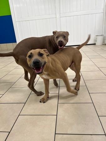 Enlarge Milo, a ADOPTABLE mixed breed in Jacksonville, FL image 4/6