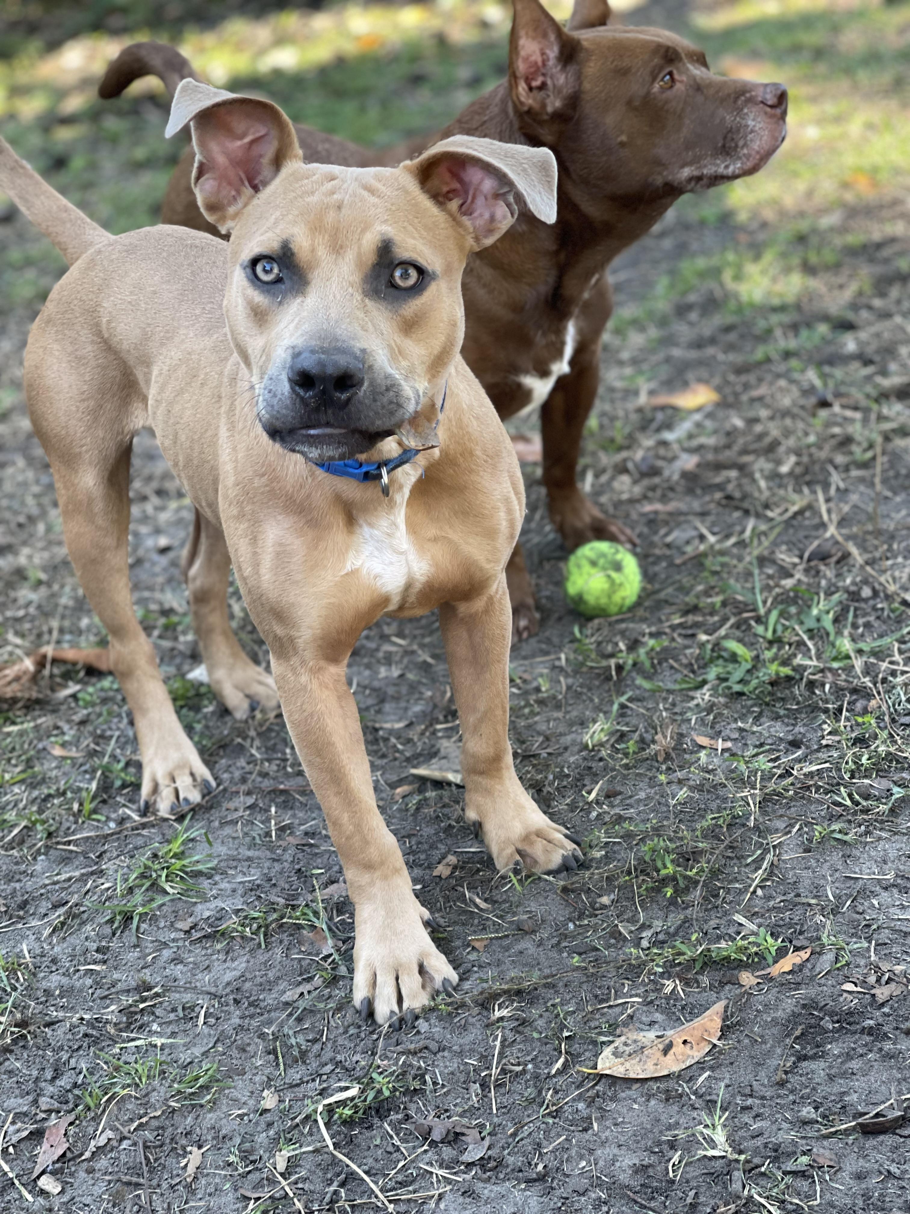 Milo, ADOPTABLE, Puppy Male Mixed Breed & Labrador Retriever.