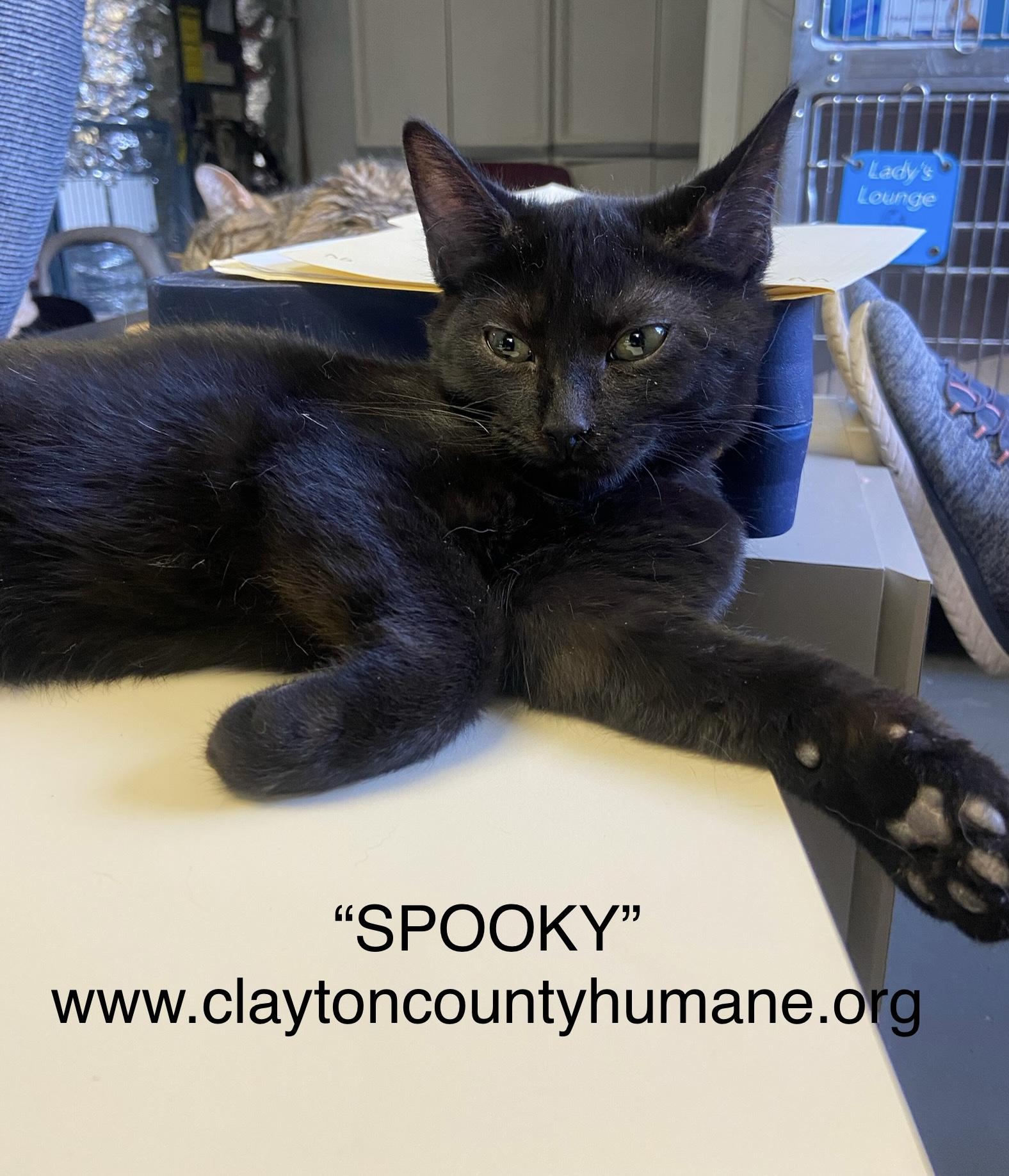 Enlarge Spooky, a Adoptable Domestic Short Hair in Jonesboro, GA image 1/1