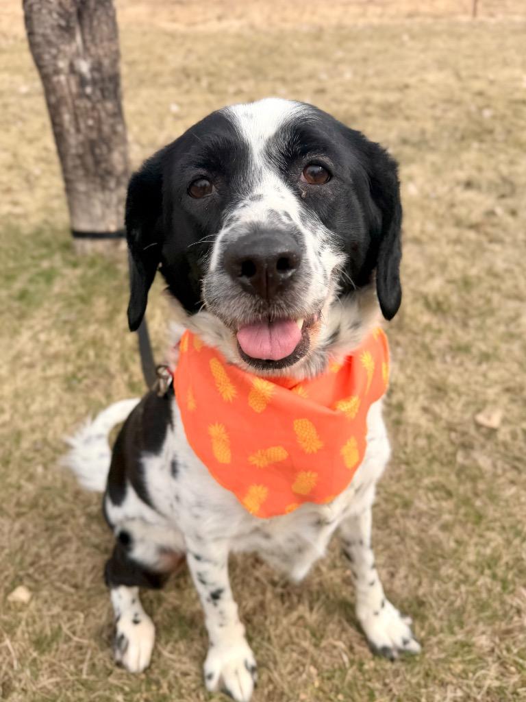 Enlarge Cash, a Adoptable mixed breed in Menomonie, WI image 1/5