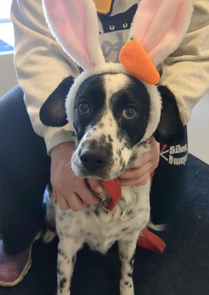 Enlarge Cash, a Adoptable mixed breed in Menomonie, WI image 2/5