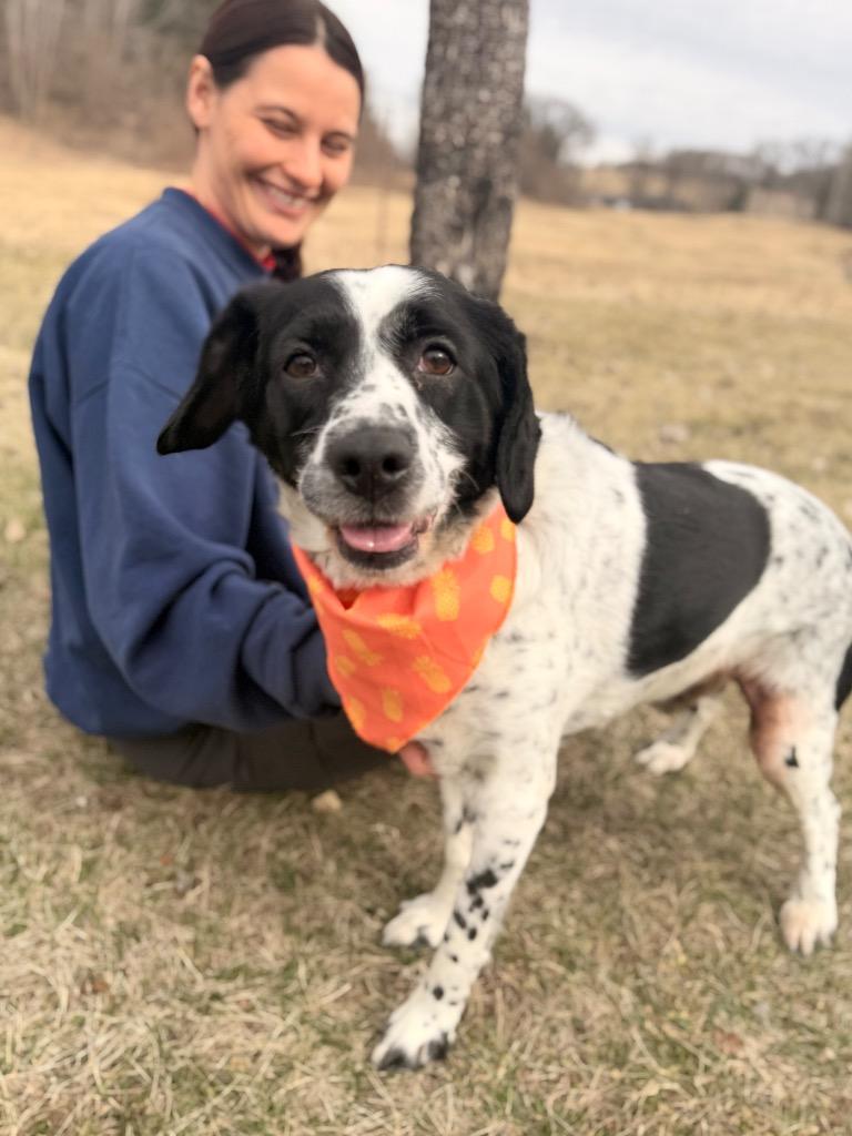 Enlarge Cash, a Adoptable mixed breed in Menomonie, WI image 4/5