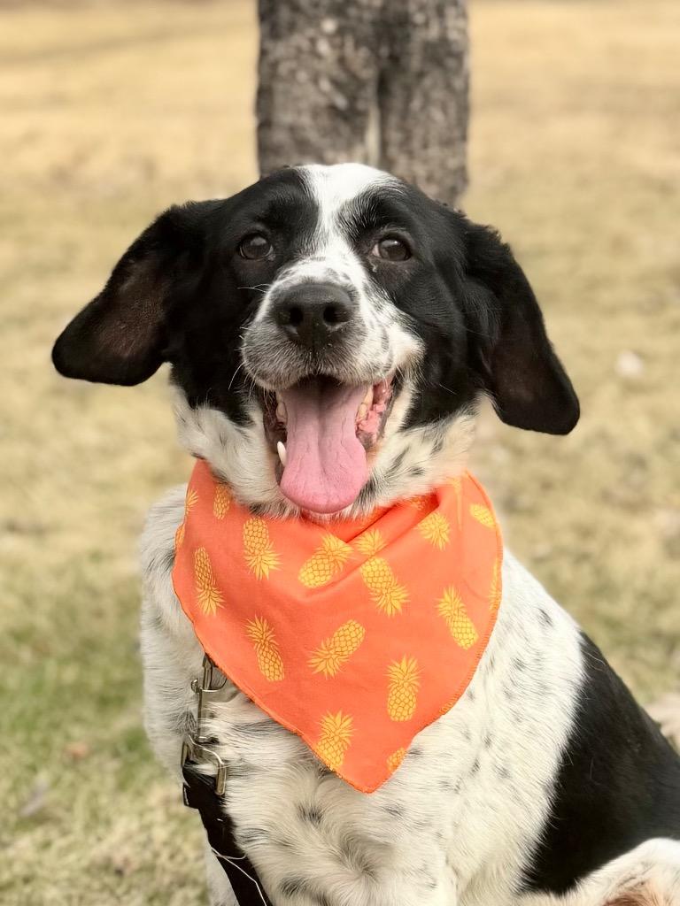 Enlarge Cash, a Adoptable mixed breed in Menomonie, WI image 5/5