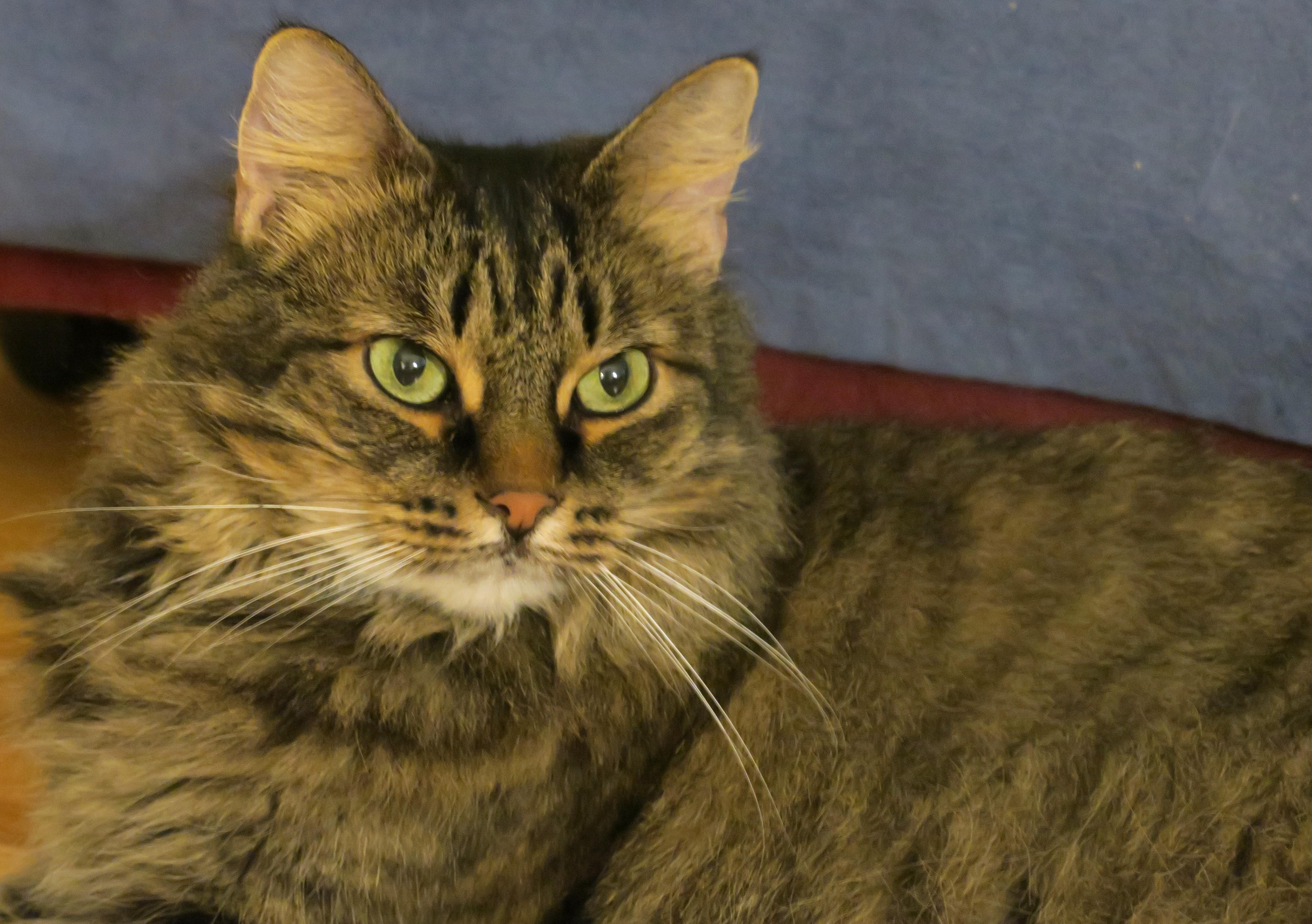 Evelyn, Adoptable, Adult Female Maine Coon & Norwegian Forest Cat.