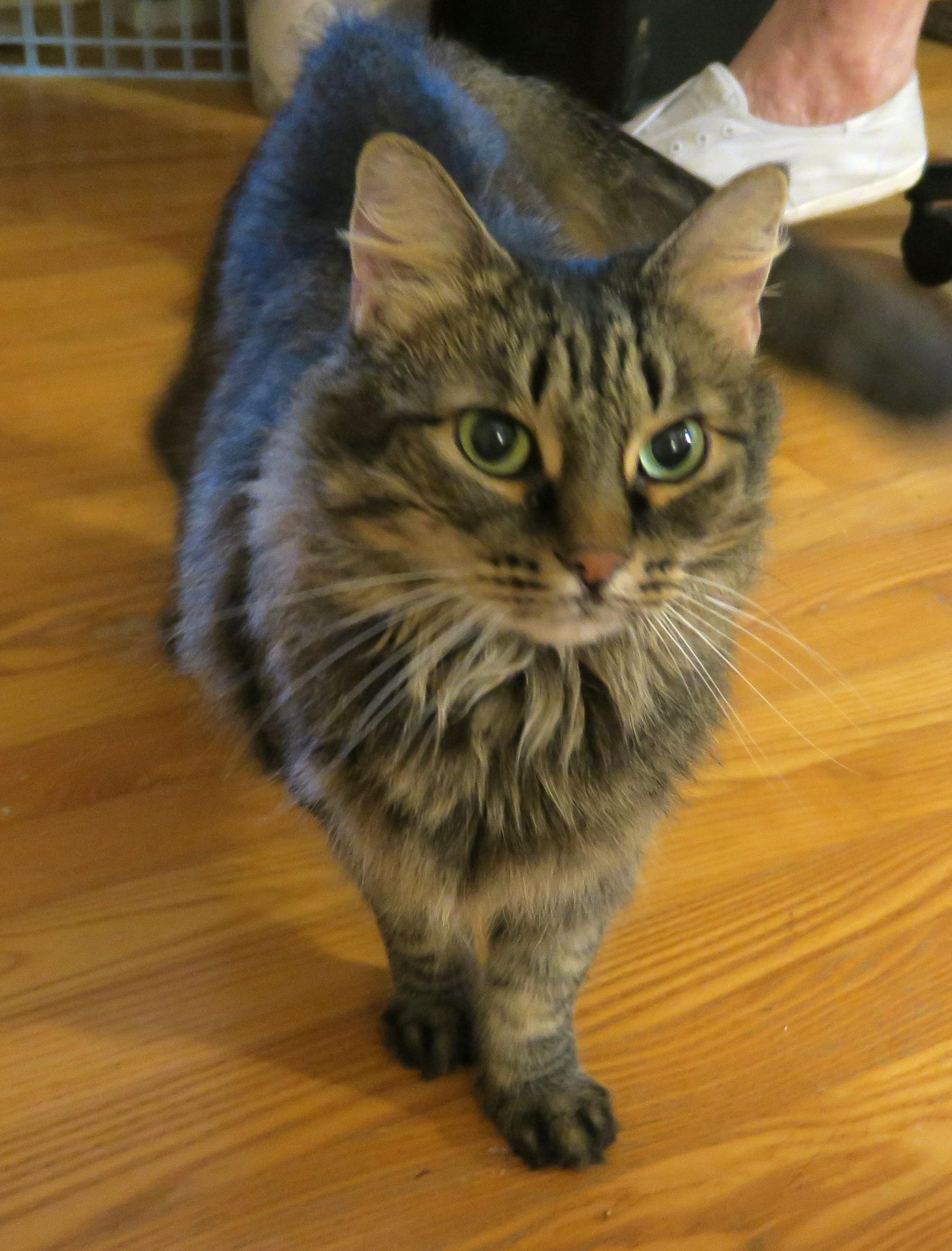 Evelyn, an adopted mixed breed in Bow, WA image 2/6