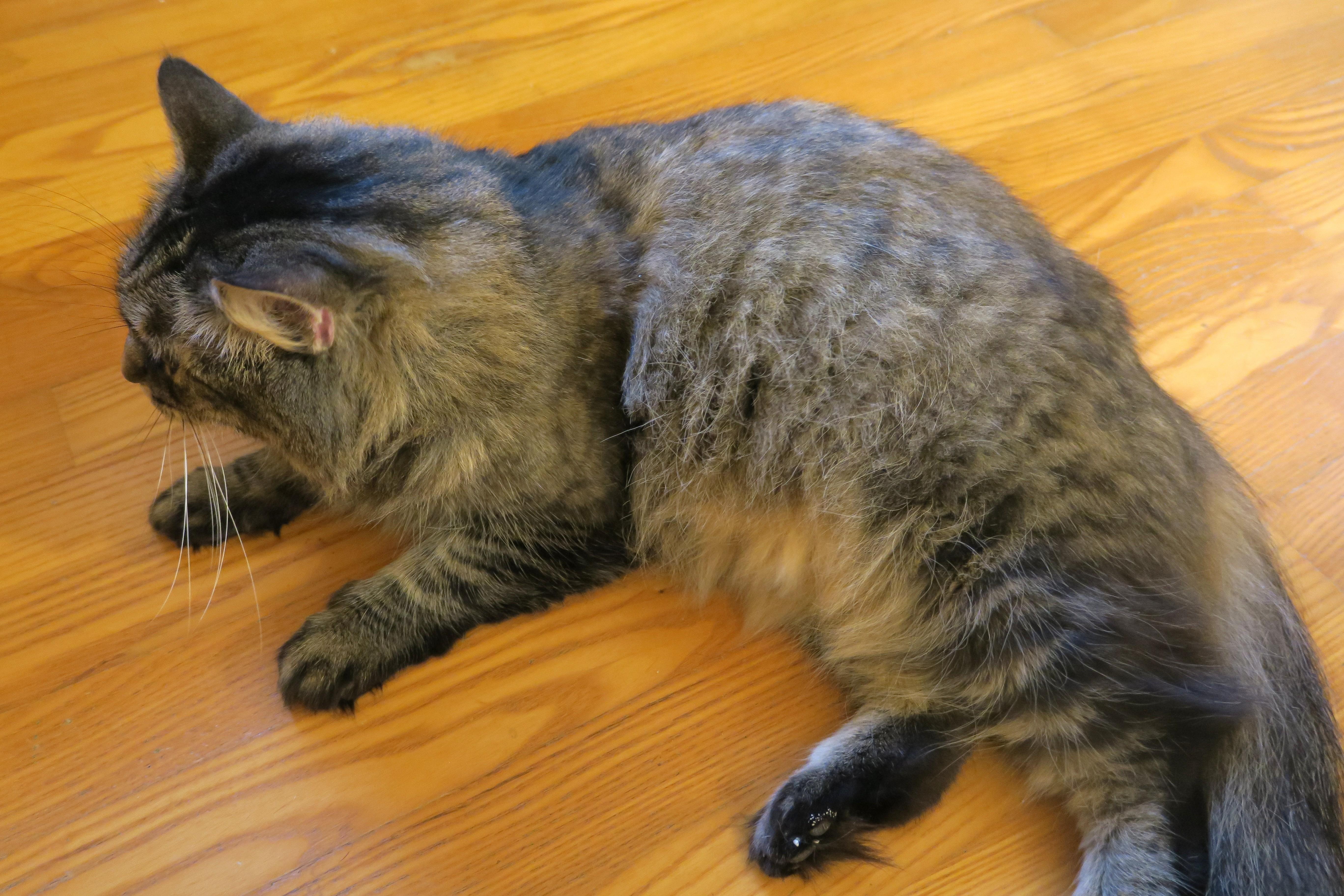 Evelyn, an adopted mixed breed in Bow, WA image 3/6