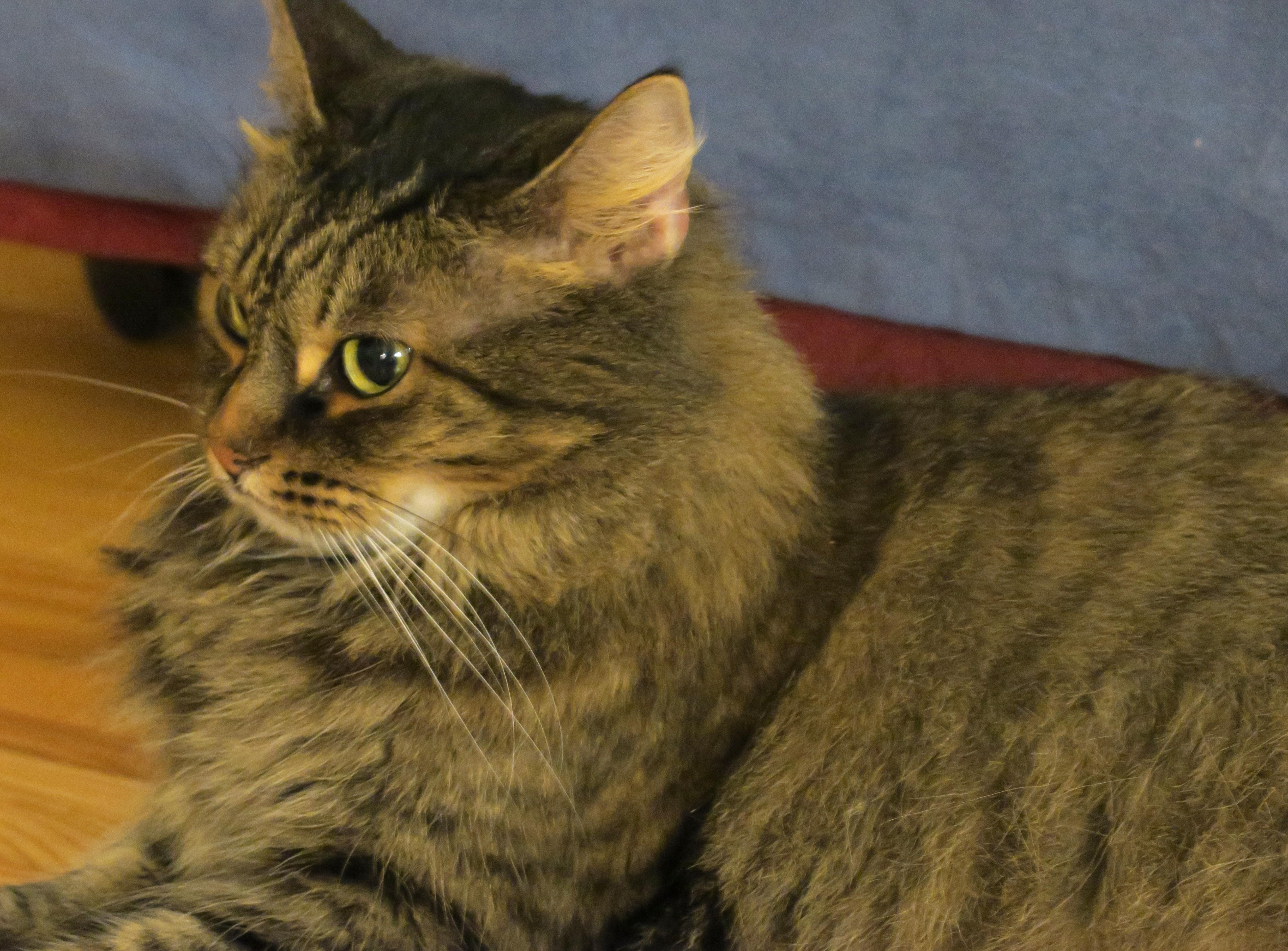 Evelyn, an adopted mixed breed in Bow, WA image 4/6