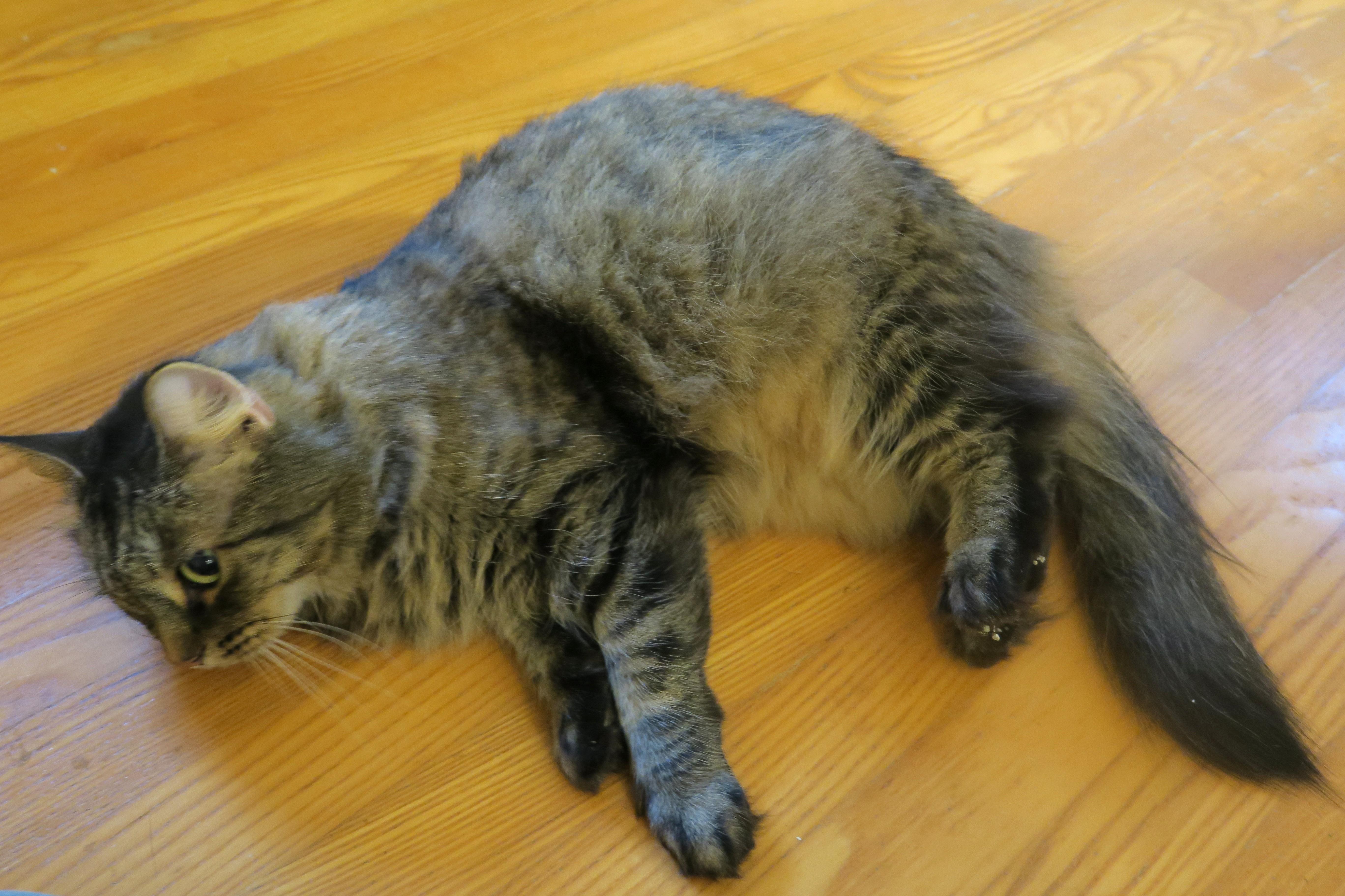 Evelyn, an adopted mixed breed in Bow, WA image 5/6