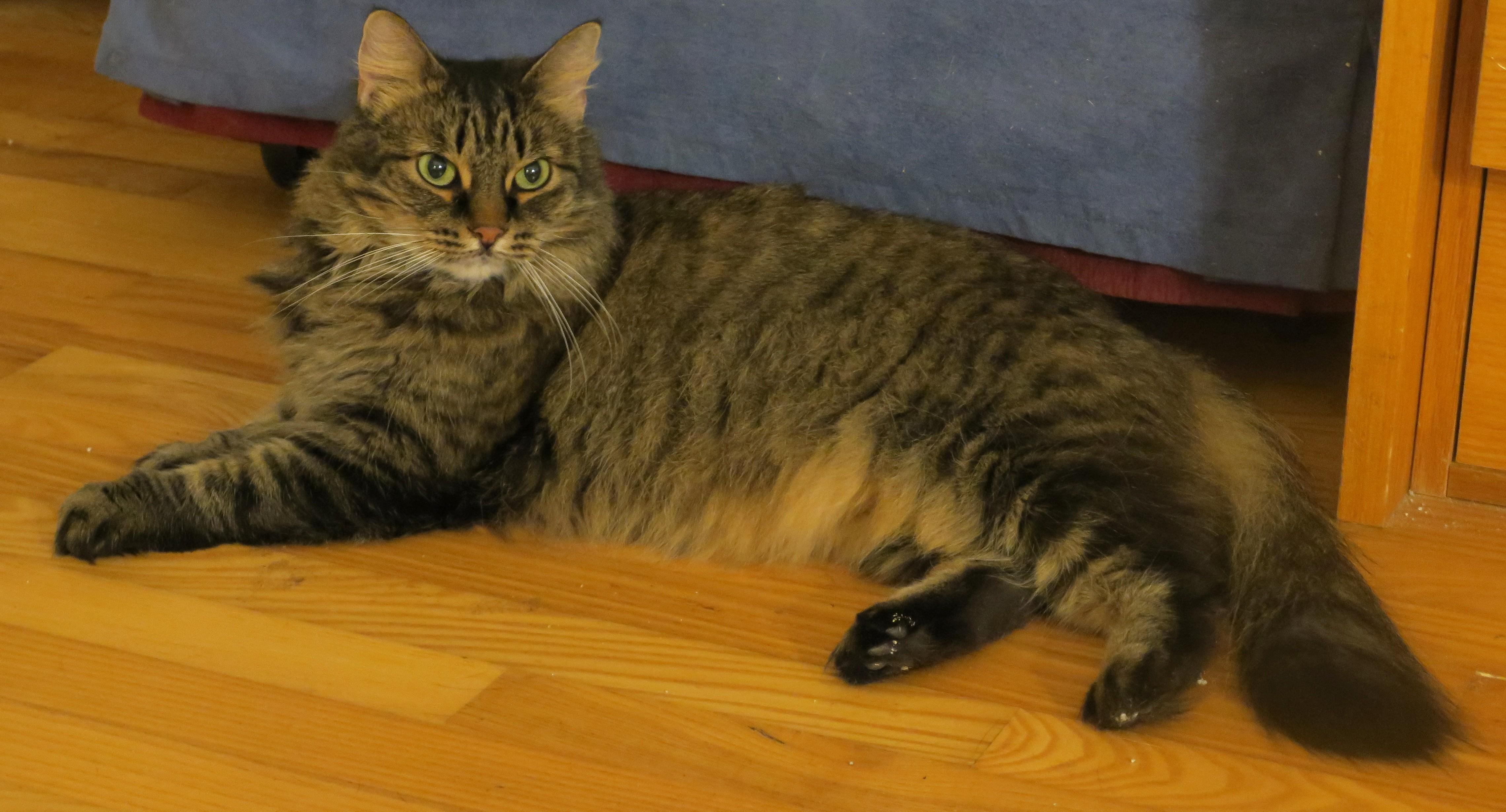 Evelyn, an adopted mixed breed in Bow, WA image 6/6