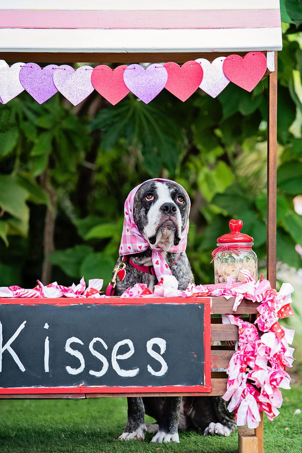 Tiff is an angel , a ADOPTABLE mixed breed in Los Angeles, CA image 1/6