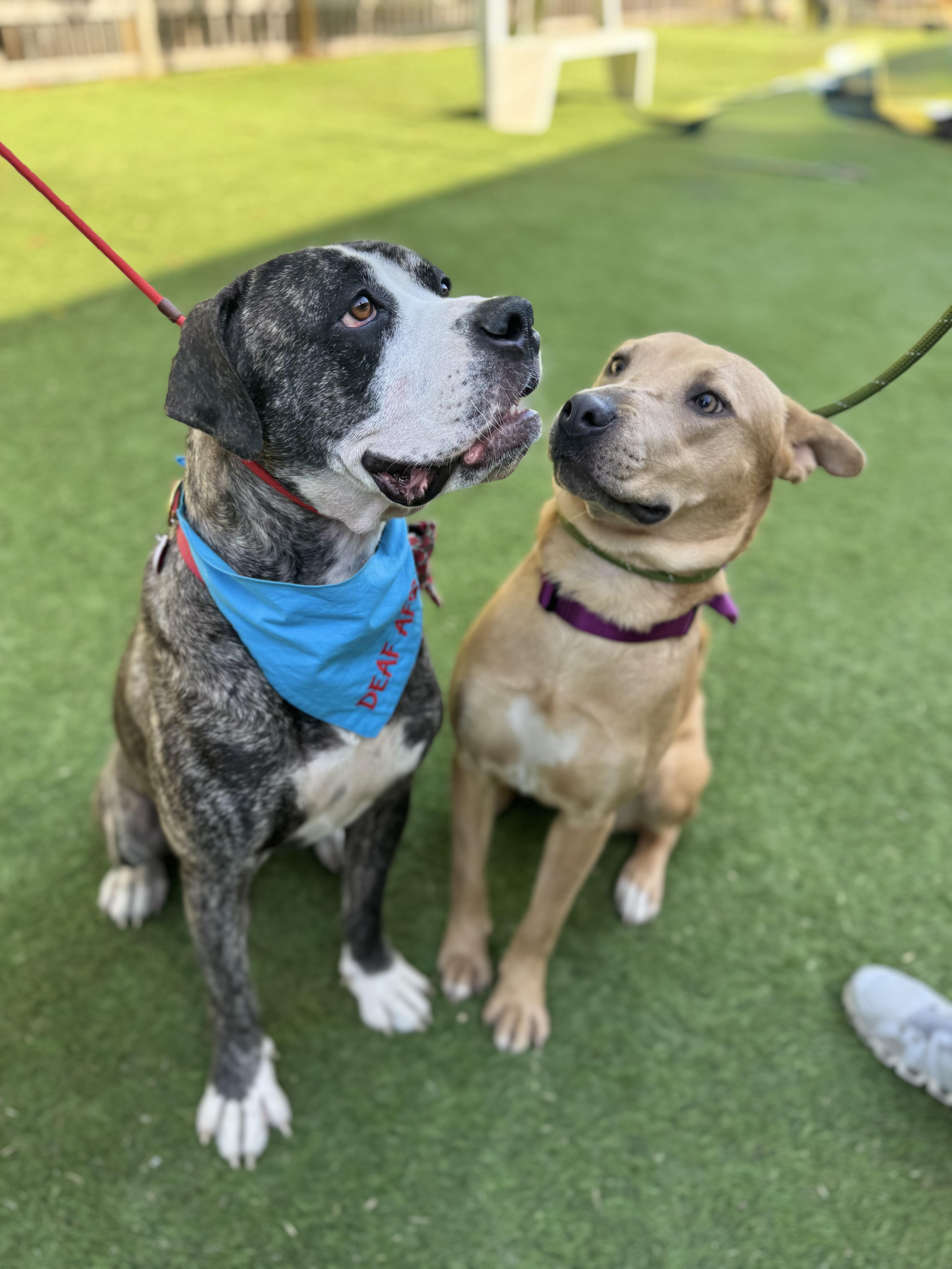 Tiff is an angel , a ADOPTABLE mixed breed in Los Angeles, CA image 4/6