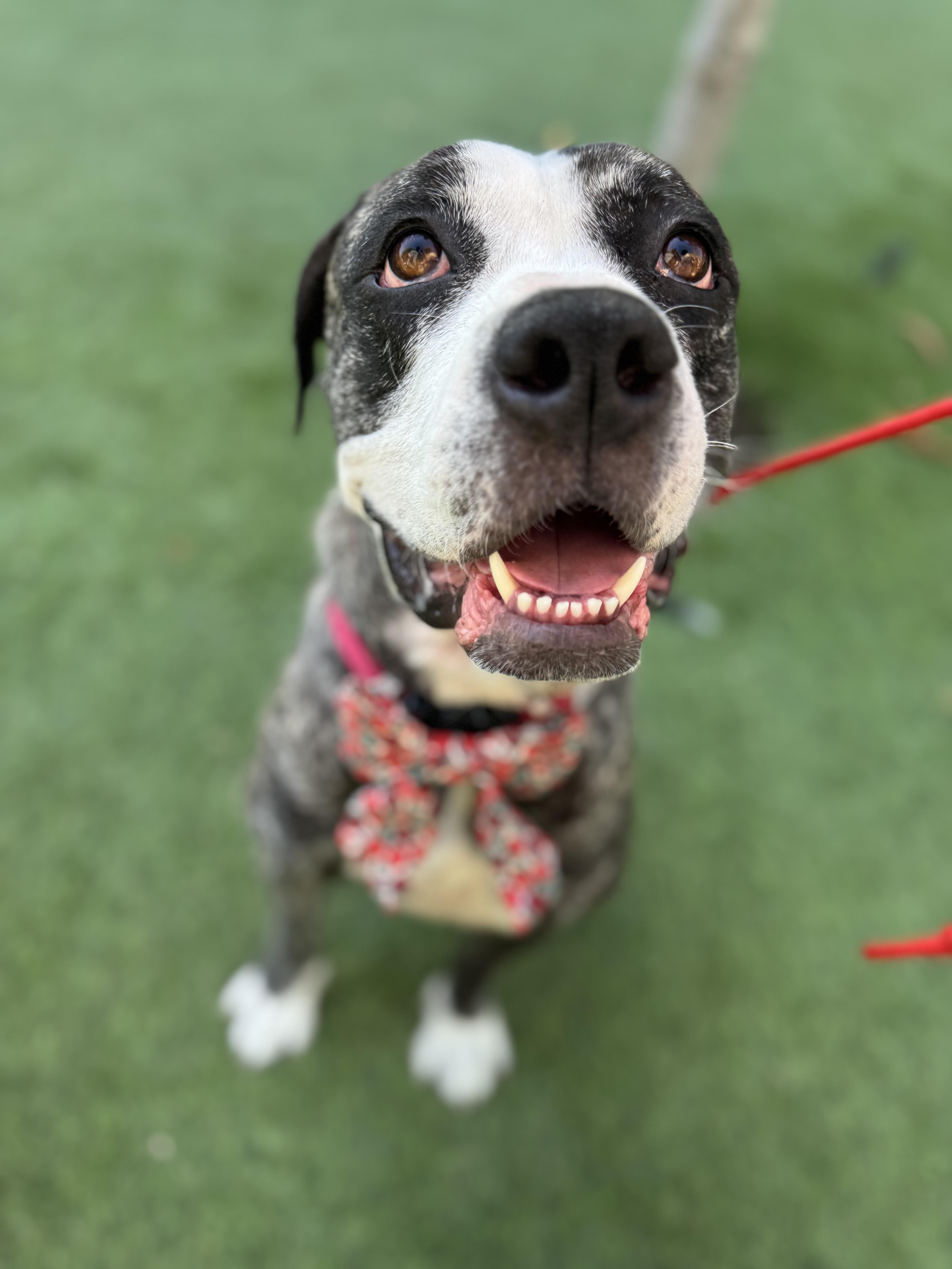 Tiff is an angel , a ADOPTABLE mixed breed in Los Angeles, CA image 5/6