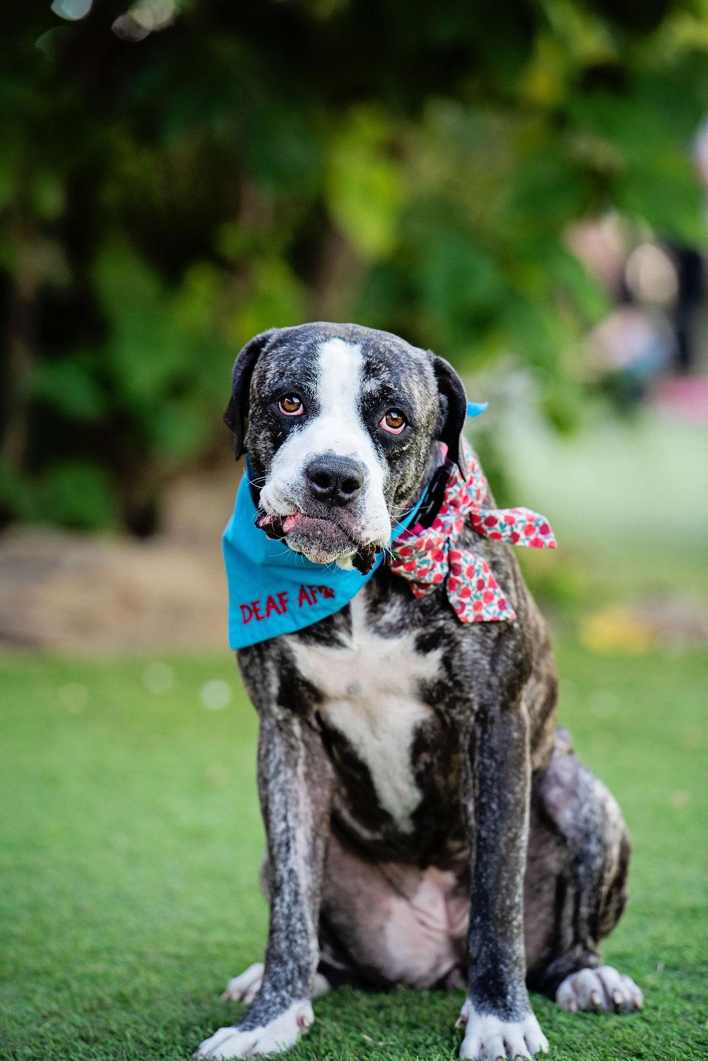 Tiff is an angel , a ADOPTABLE mixed breed in Los Angeles, CA image 6/6