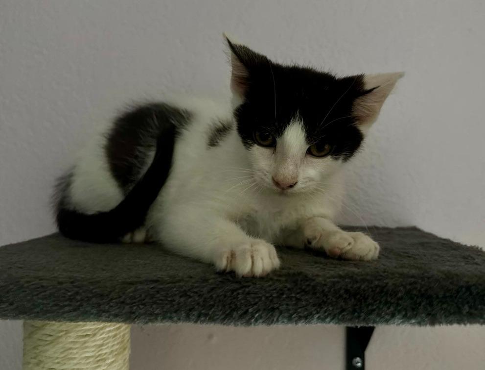Enlarge Joffrey, a Adoptable mixed breed in Gillette, WY image 2/2