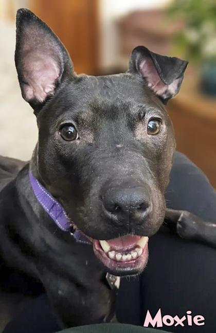 Enlarge Moxie (in foster), a Adoptable mixed breed in Mason, MI image 1/2