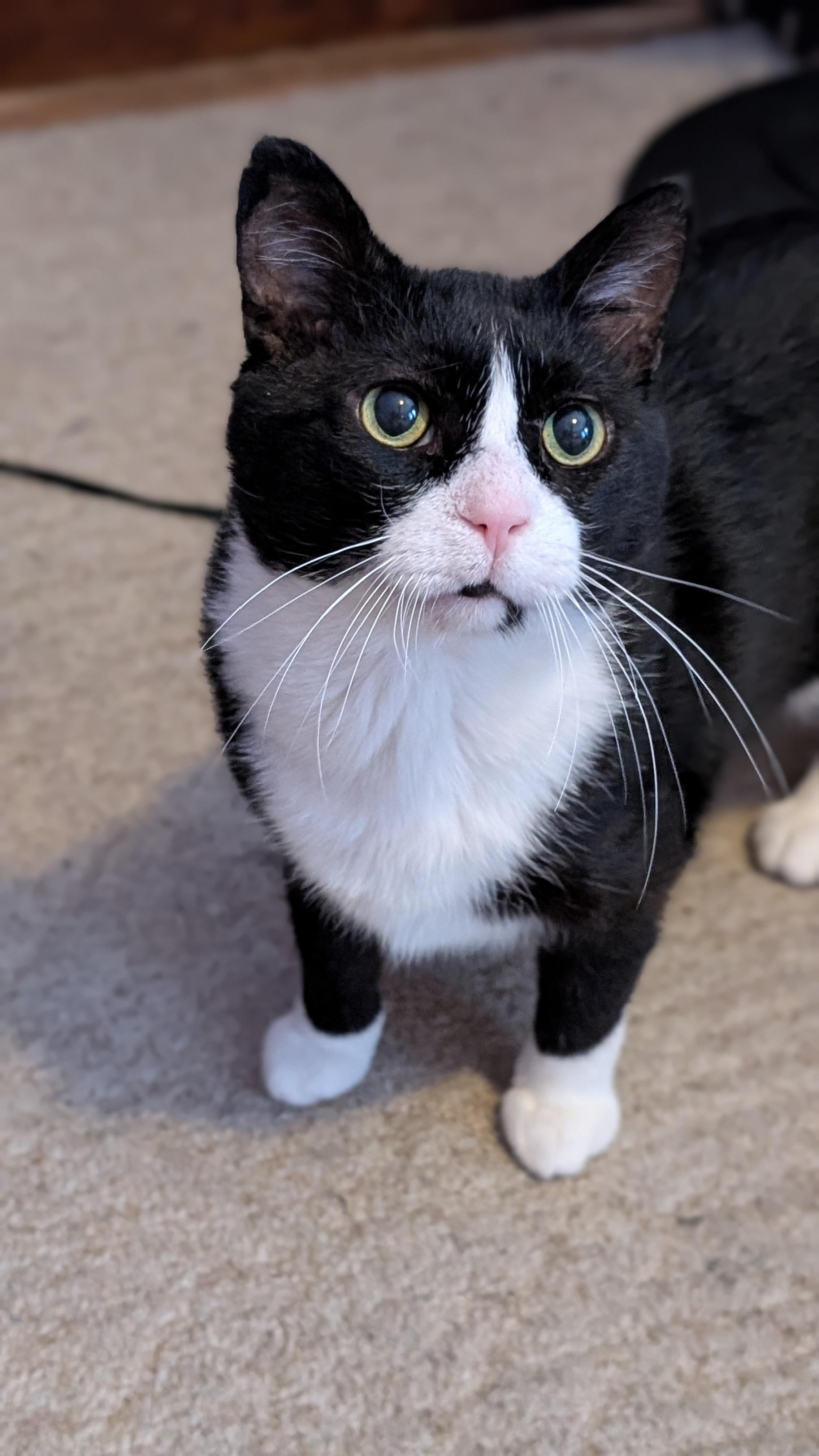 Enlarge Desmond, a Adoptable Domestic Short Hair in Onalaska, WI image 1/6