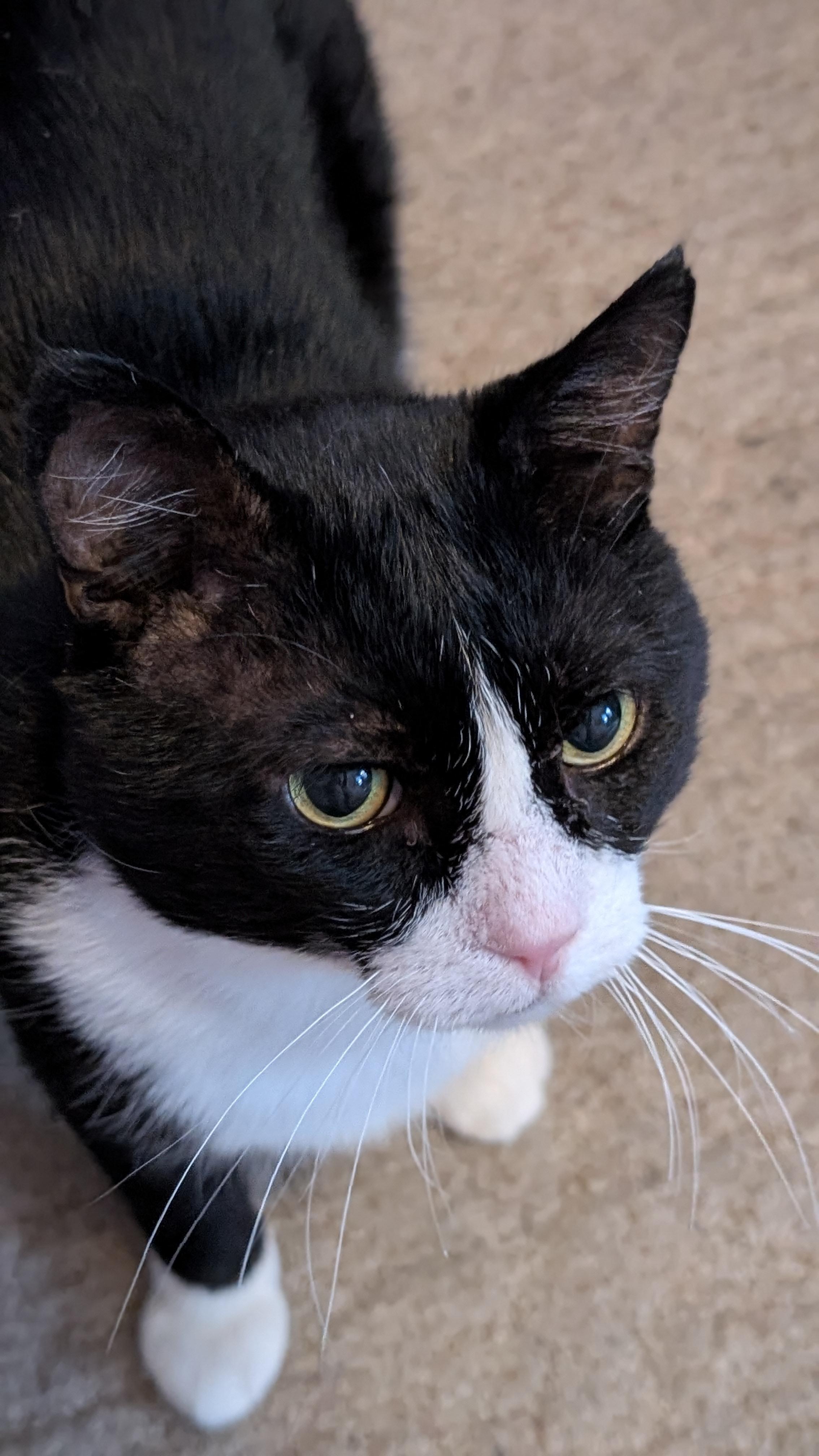 Enlarge Desmond, a Adoptable Domestic Short Hair in Onalaska, WI image 5/6