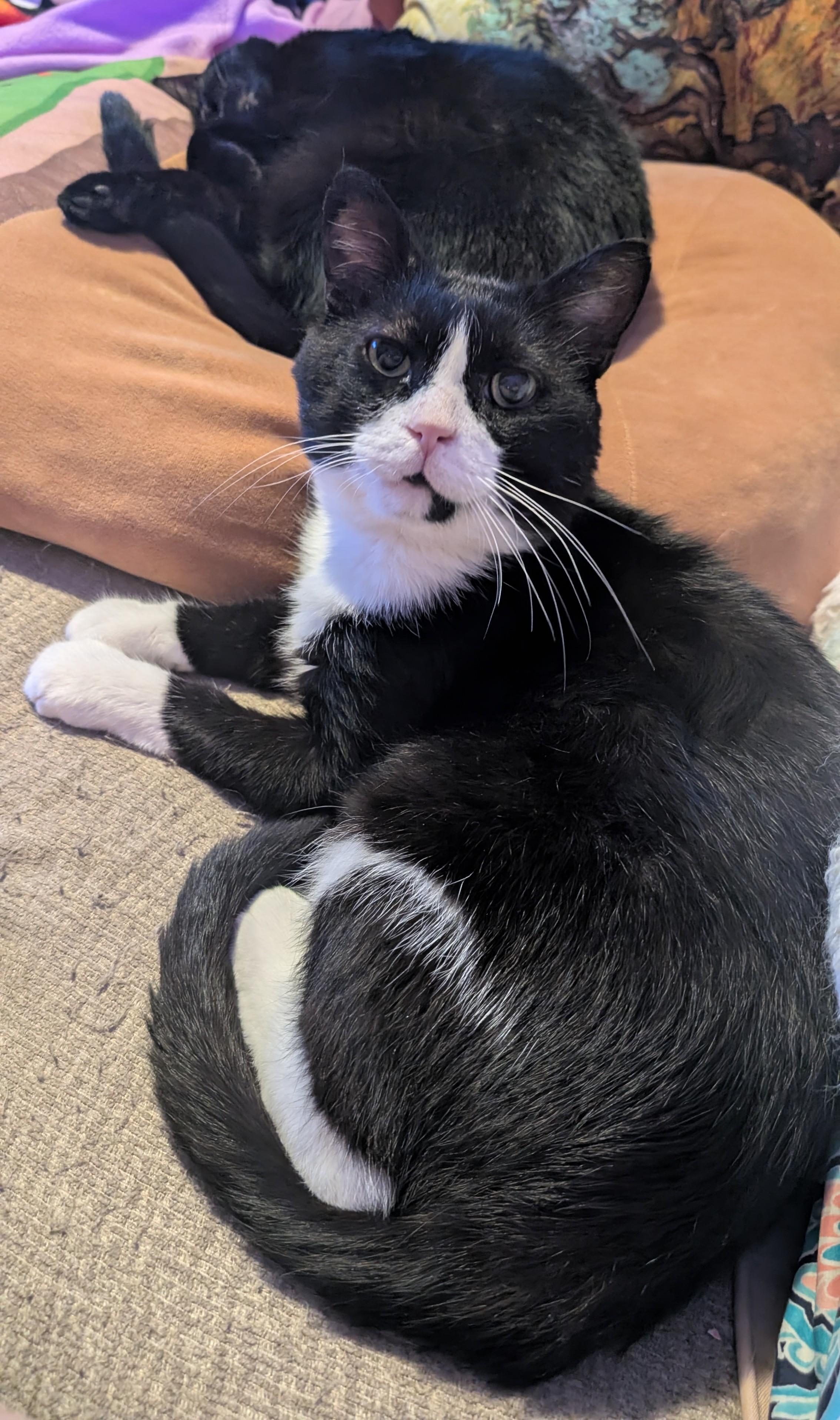 Enlarge Desmond, a Adoptable Domestic Short Hair in Onalaska, WI image 6/6