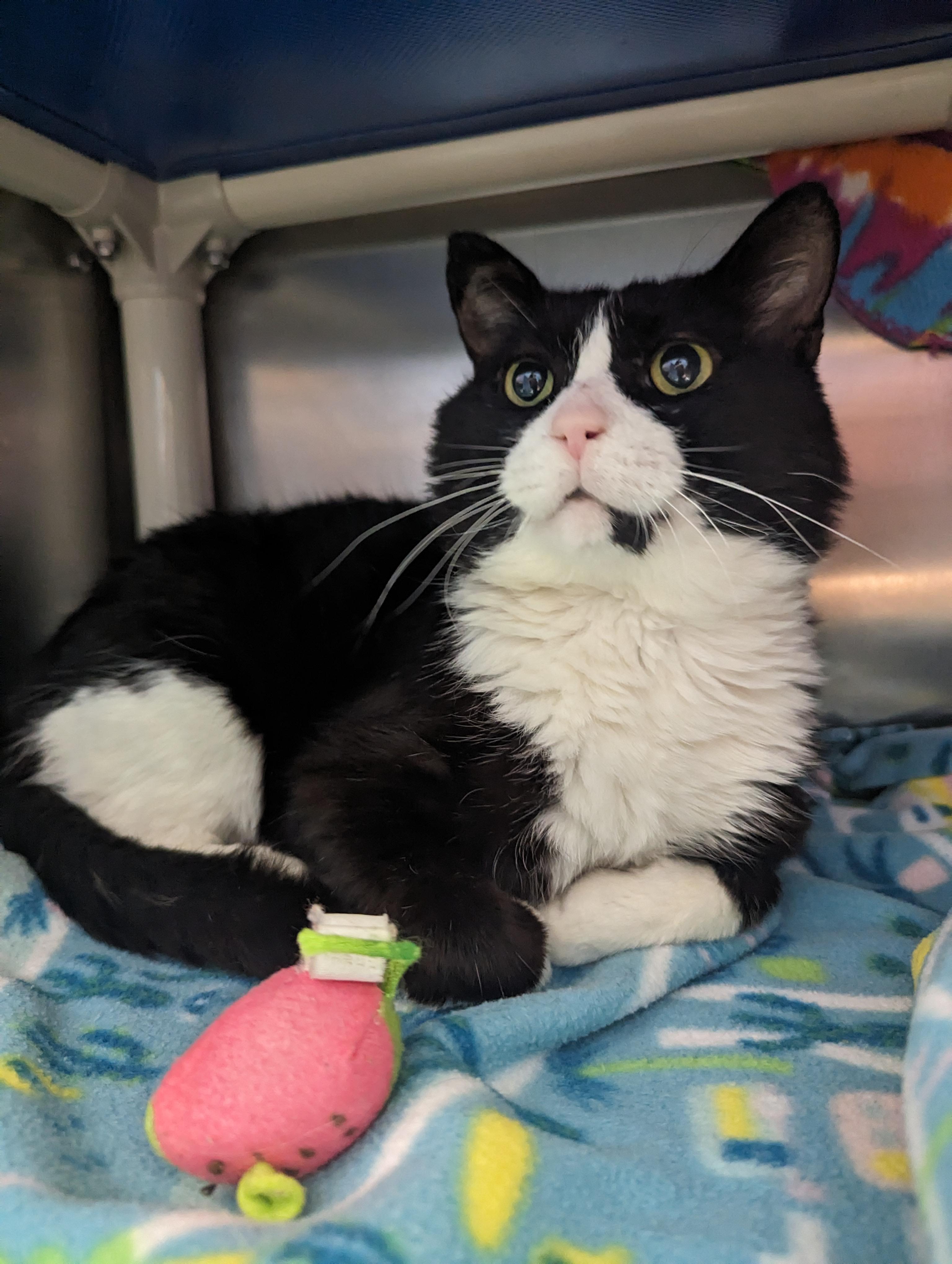 Enlarge Desmond, a Adoptable Domestic Short Hair in Onalaska, WI image 3/6