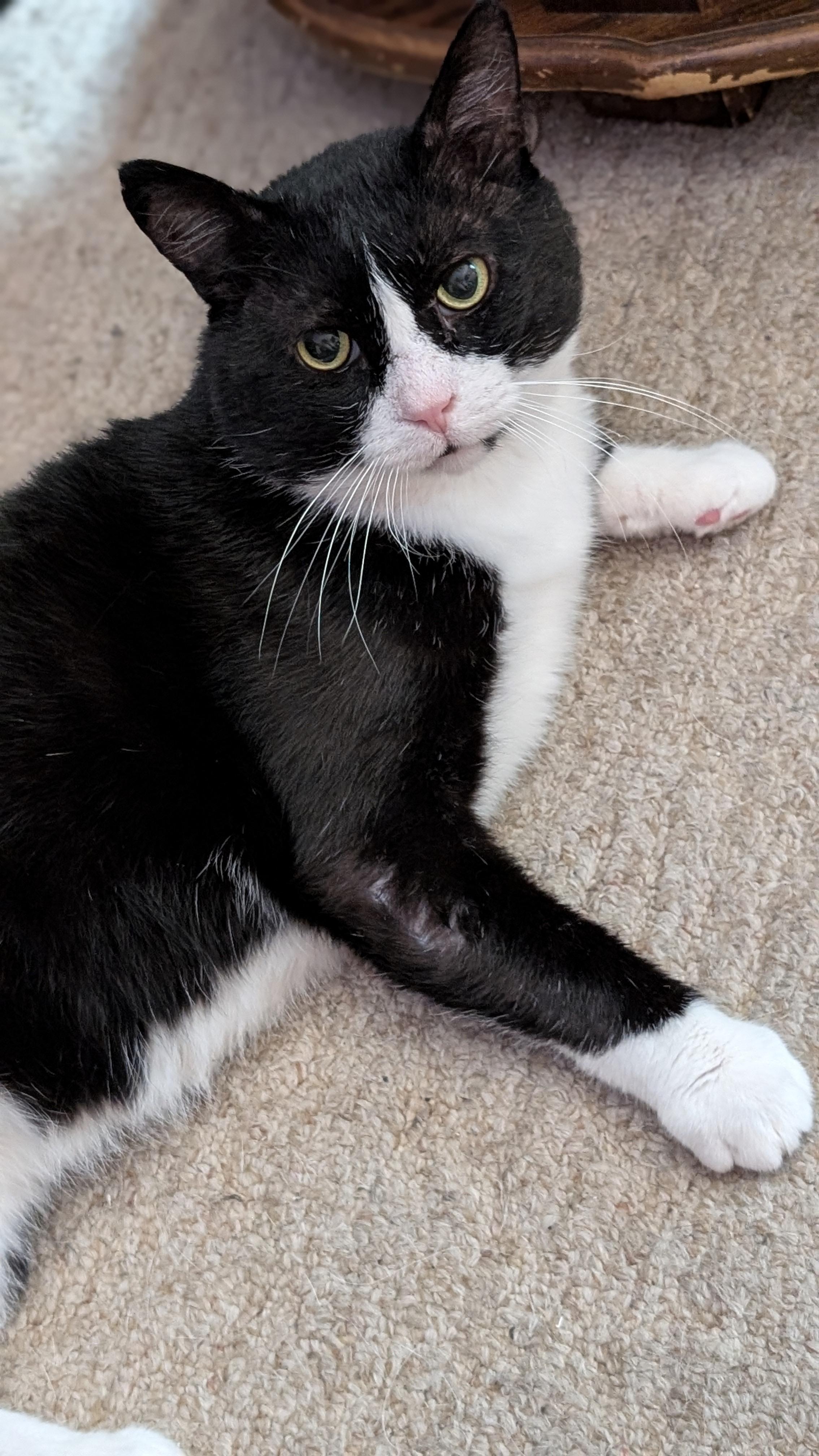 Desmond, Adoptable, Adult Male Domestic Short Hair.