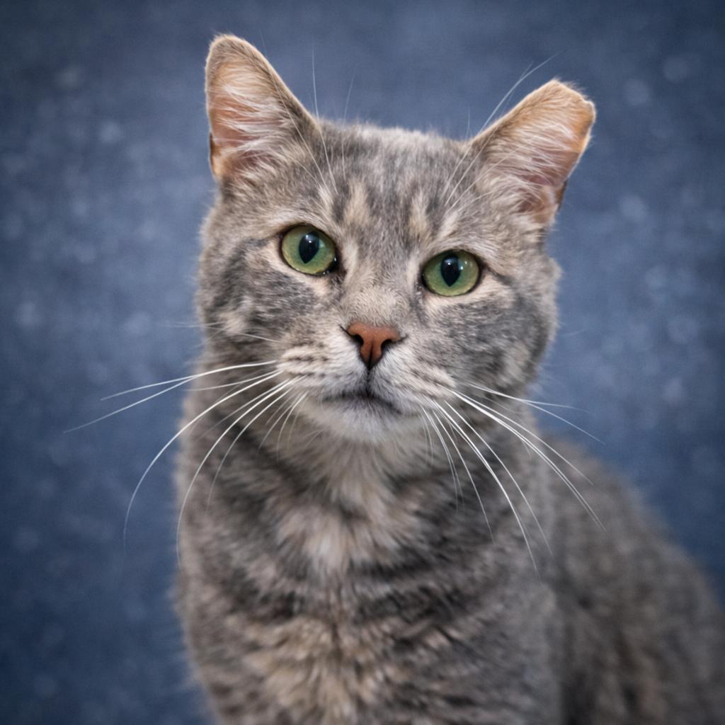 Wilbur, Adoptable, Adult Male Domestic Short Hair & Tabby.