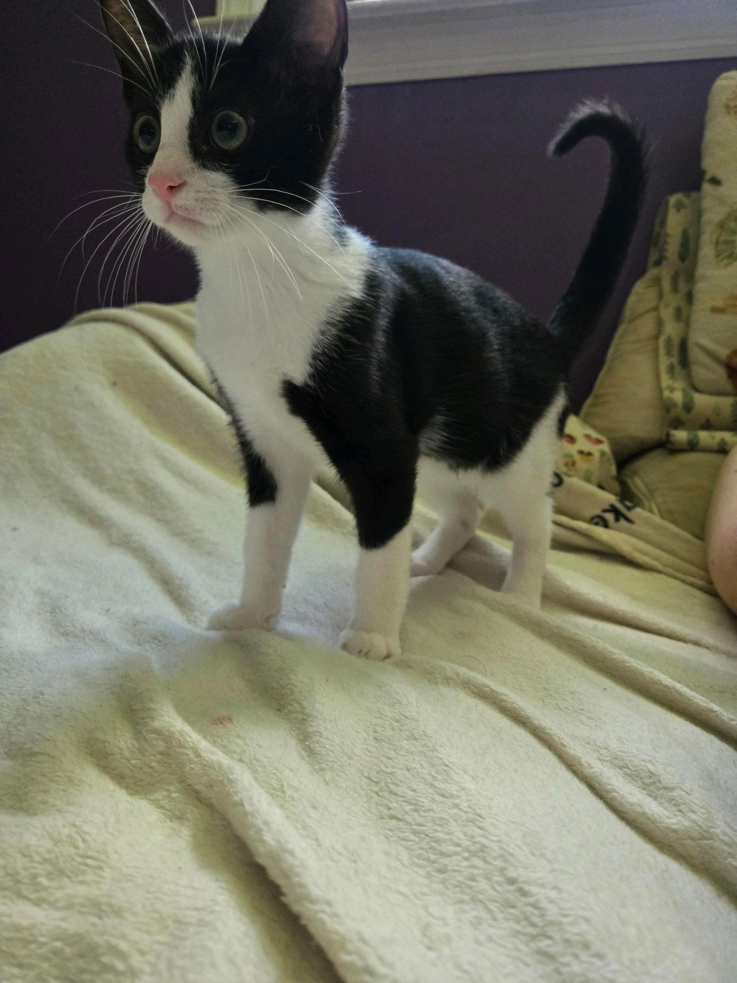 Kulfi KITTEN, Adopted, Kitten Male Domestic Short Hair.