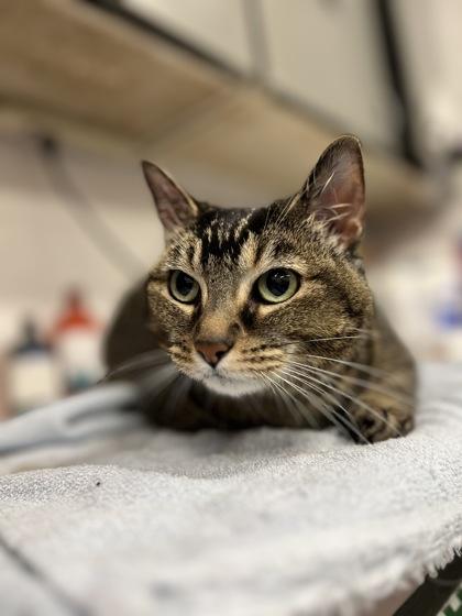 Tiggy, Adoptable, Adult Female Domestic Short Hair & Domestic Short Hair.