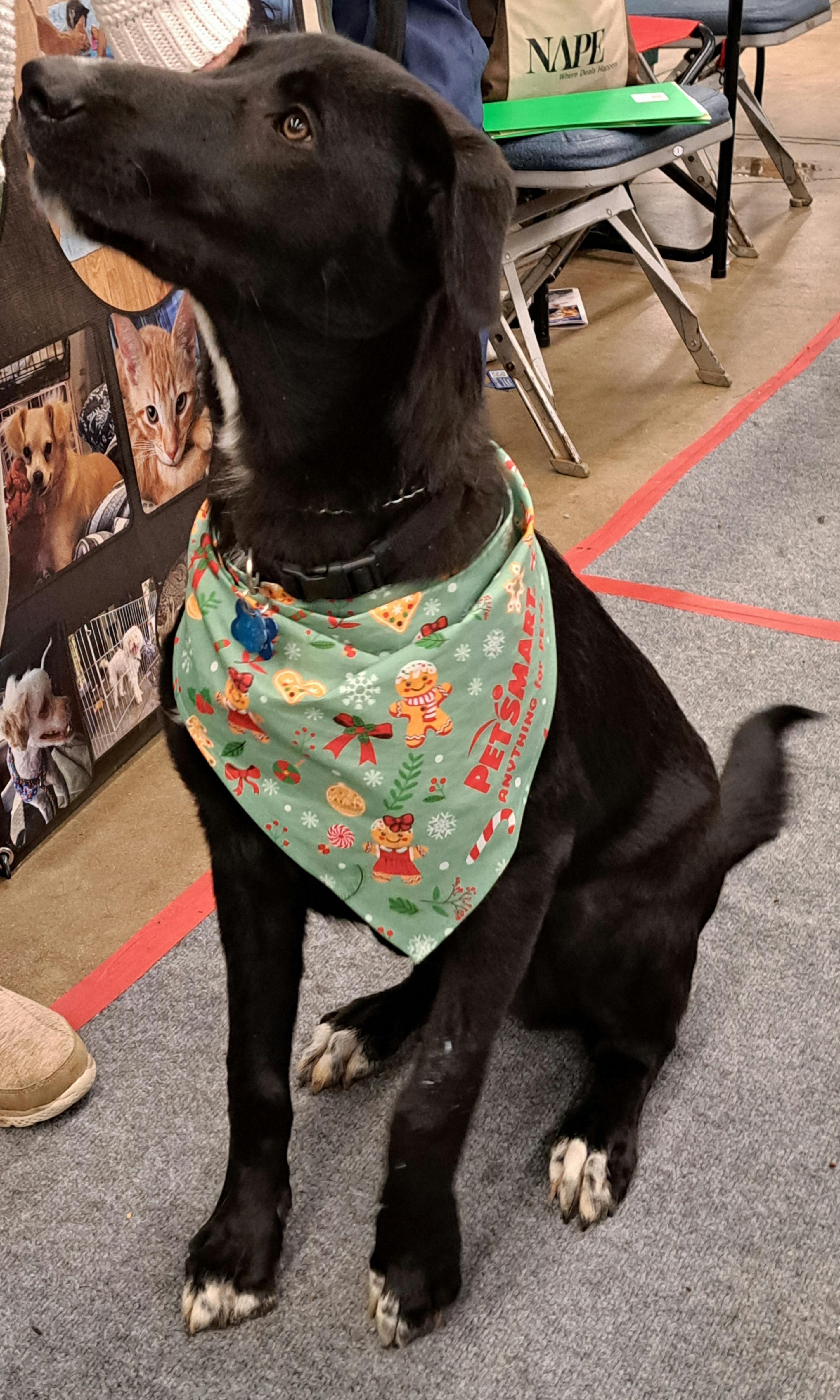 Rosco, a Adoptable mixed breed in Burleson, TX image 1/2