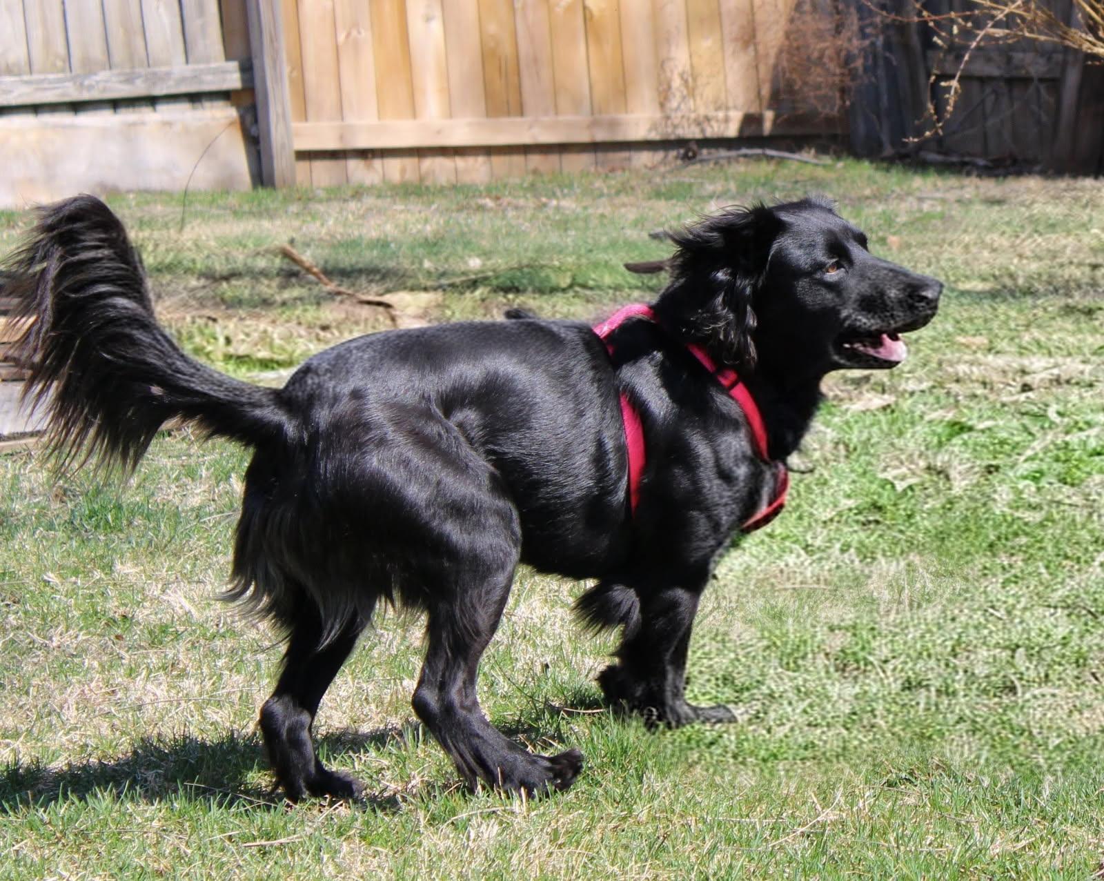 Enlarge Luna Beth, an adopted mixed breed in Bettendorf, IA image 4/5