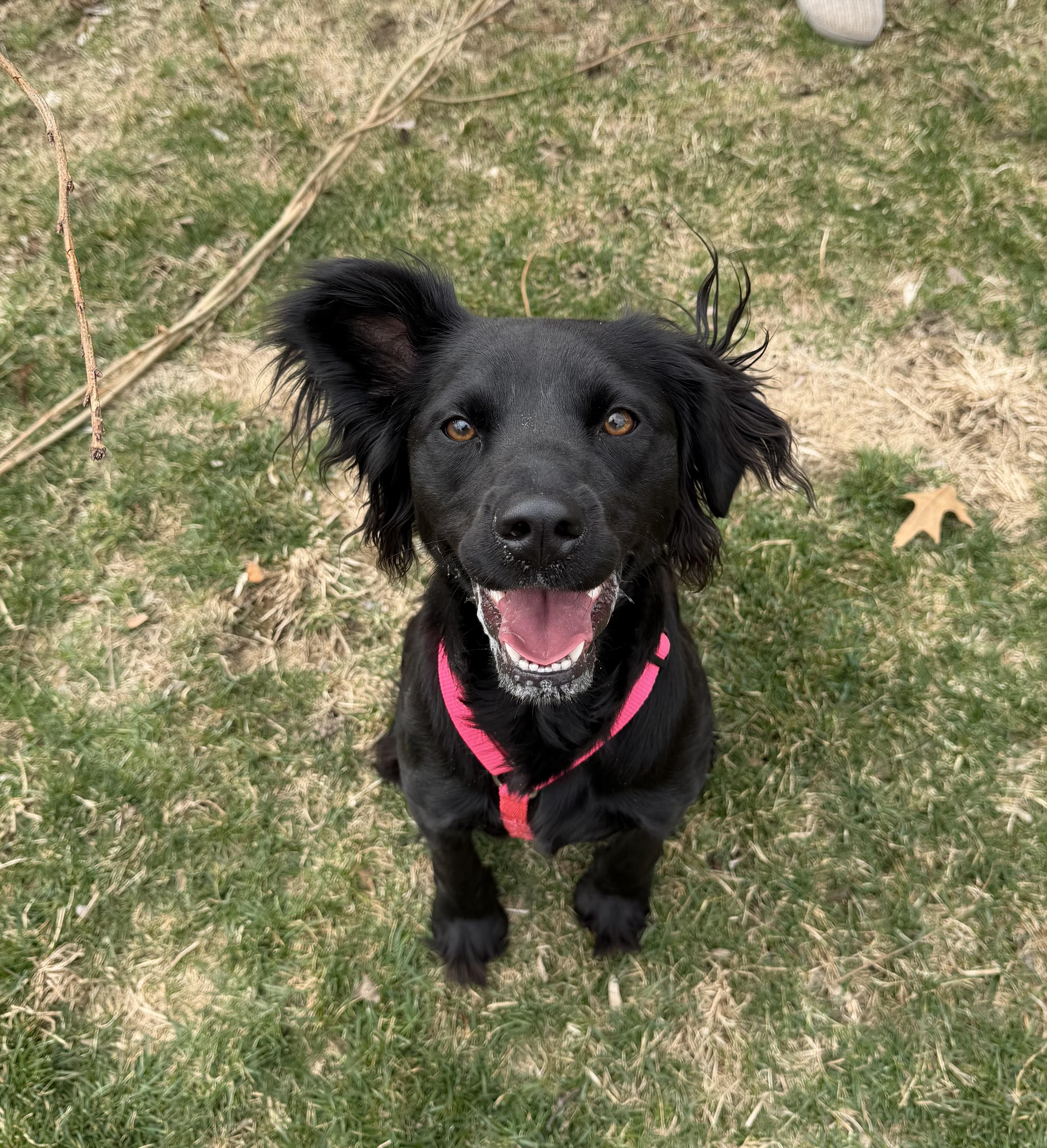 Enlarge Luna Beth, an adopted mixed breed in Bettendorf, IA image 3/5
