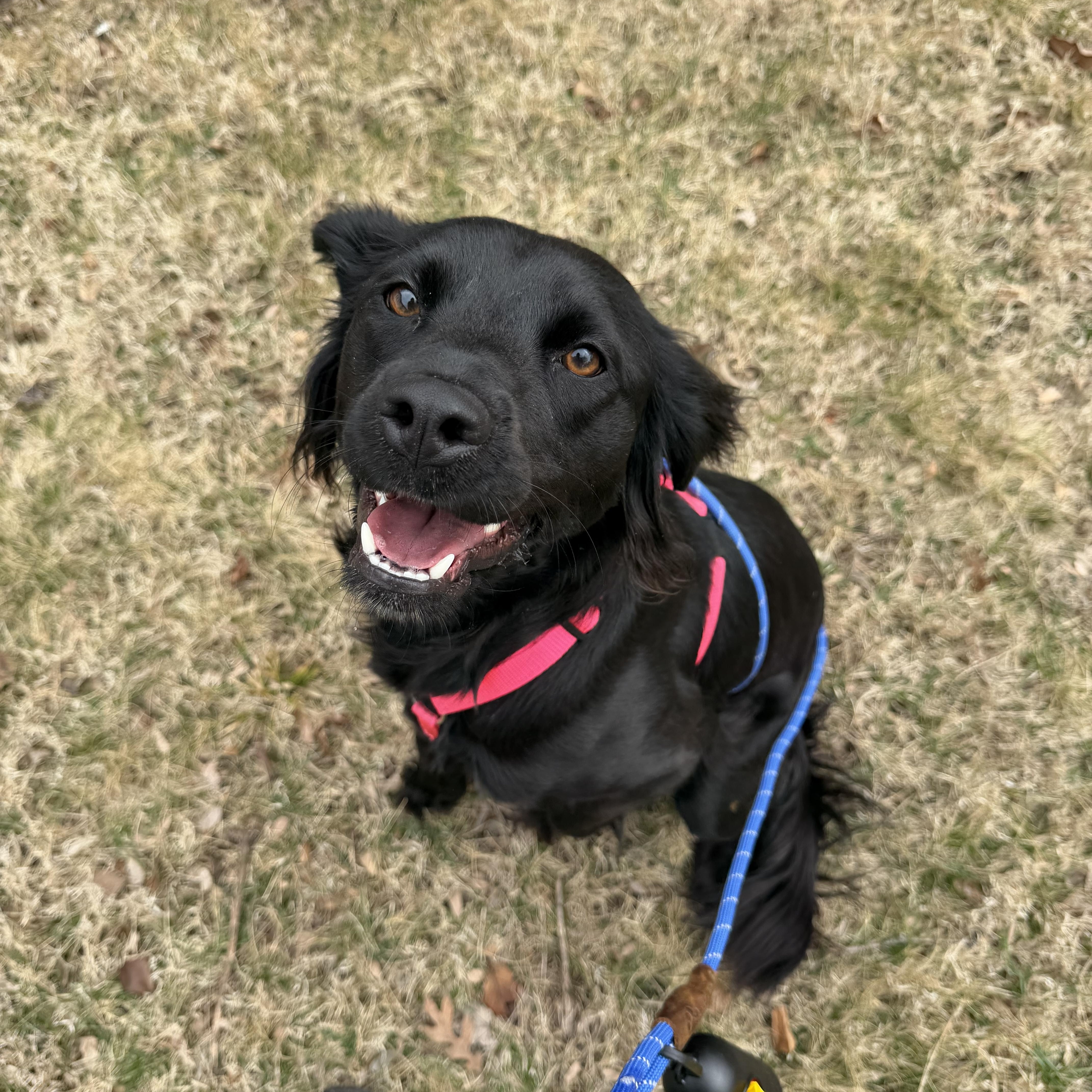 Enlarge Luna Beth, an adopted mixed breed in Bettendorf, IA image 2/5