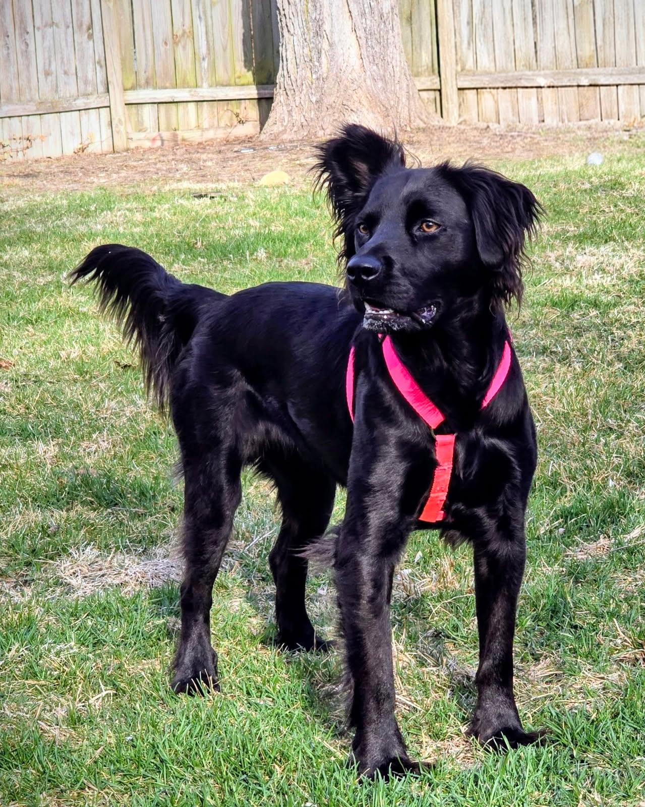 Enlarge Luna Beth, an adopted mixed breed in Bettendorf, IA image 1/5