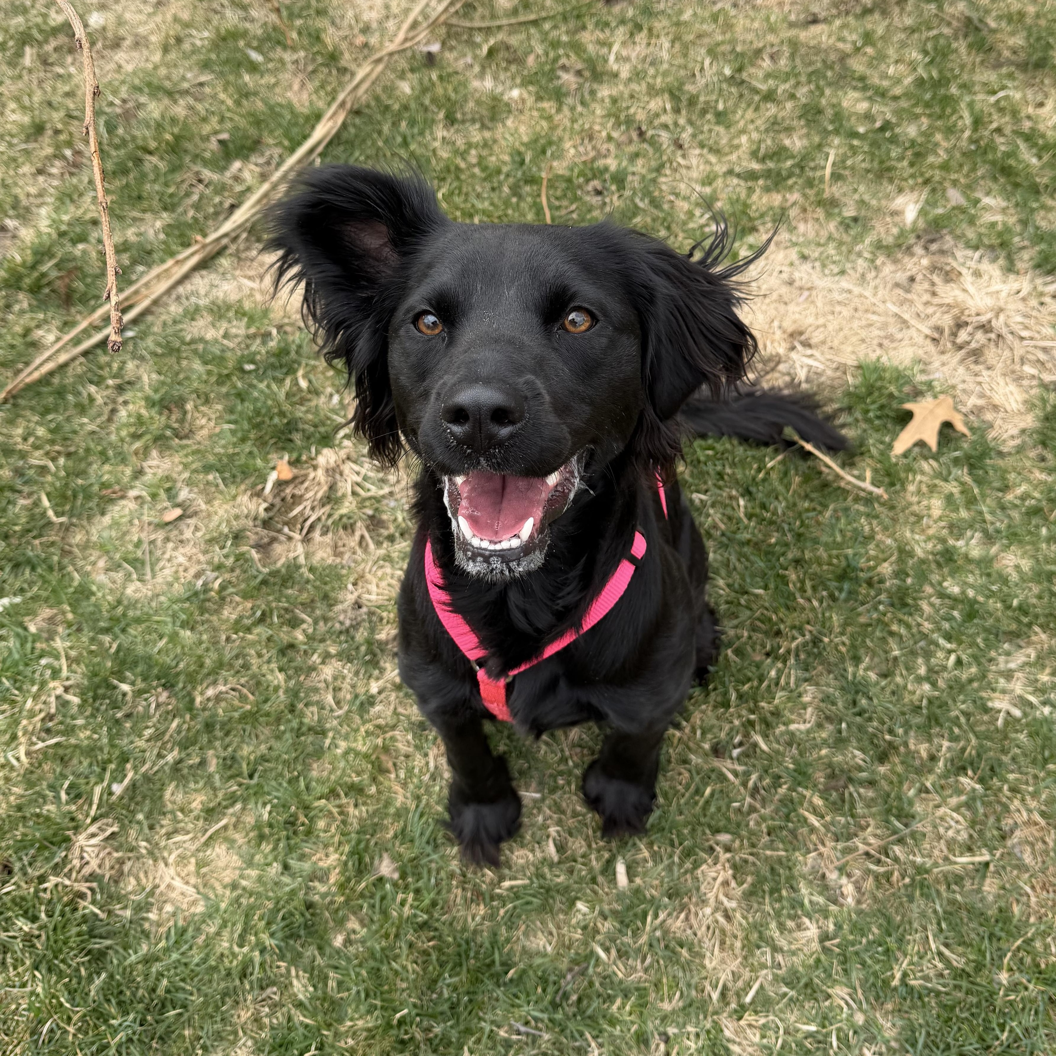 Enlarge Luna Beth, an adopted mixed breed in Bettendorf, IA image 5/5