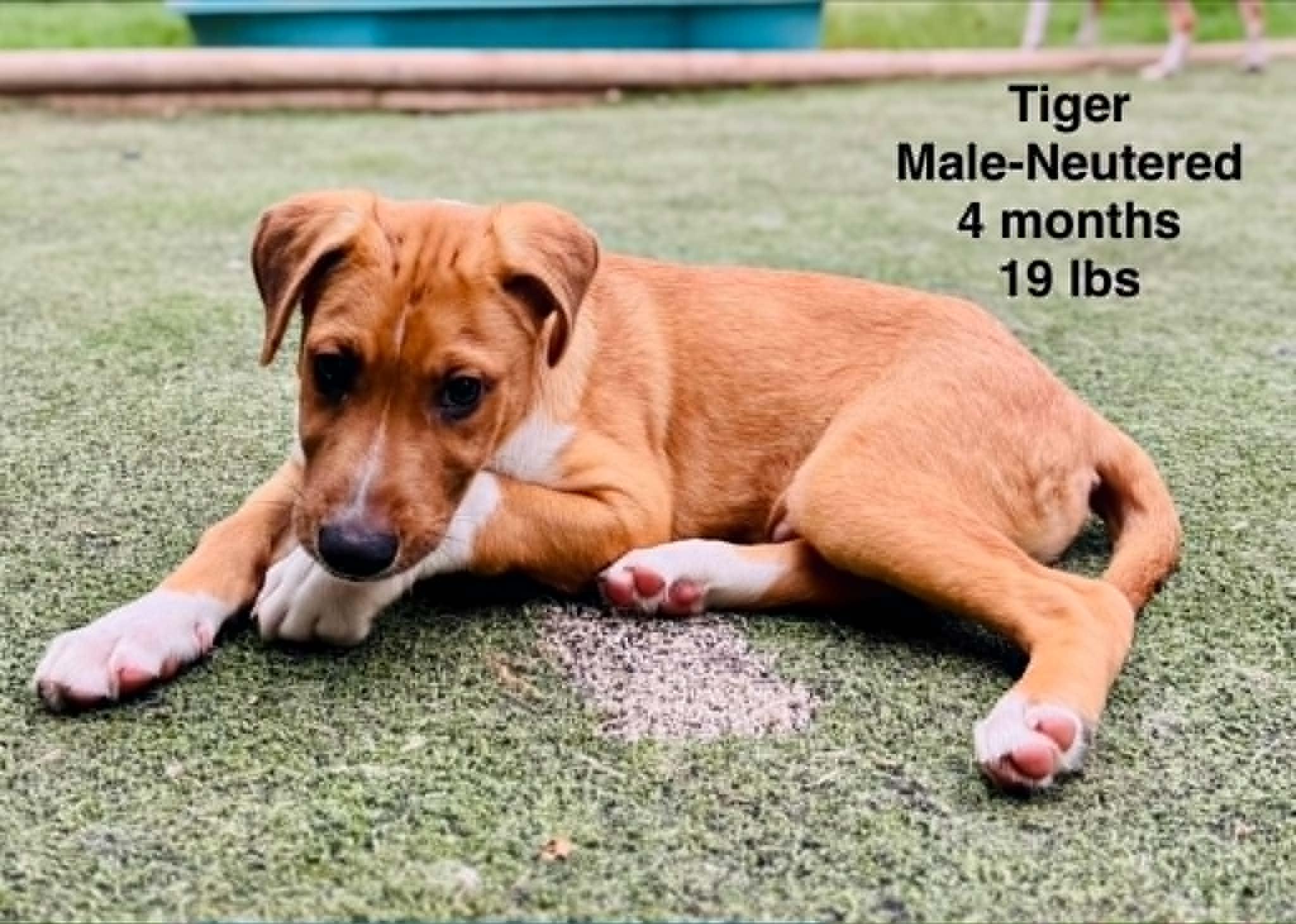 Tiger the lab mix, Adoptable, Young Male Labrador Retriever & Shepherd.