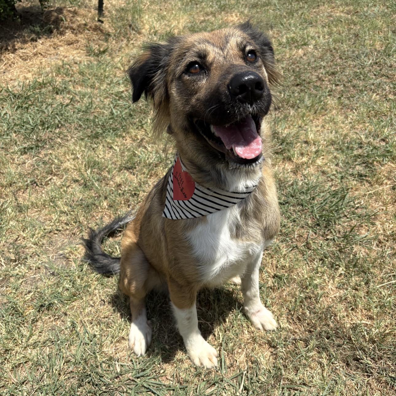 Lainey, Adopted, Adult Female Shepherd.